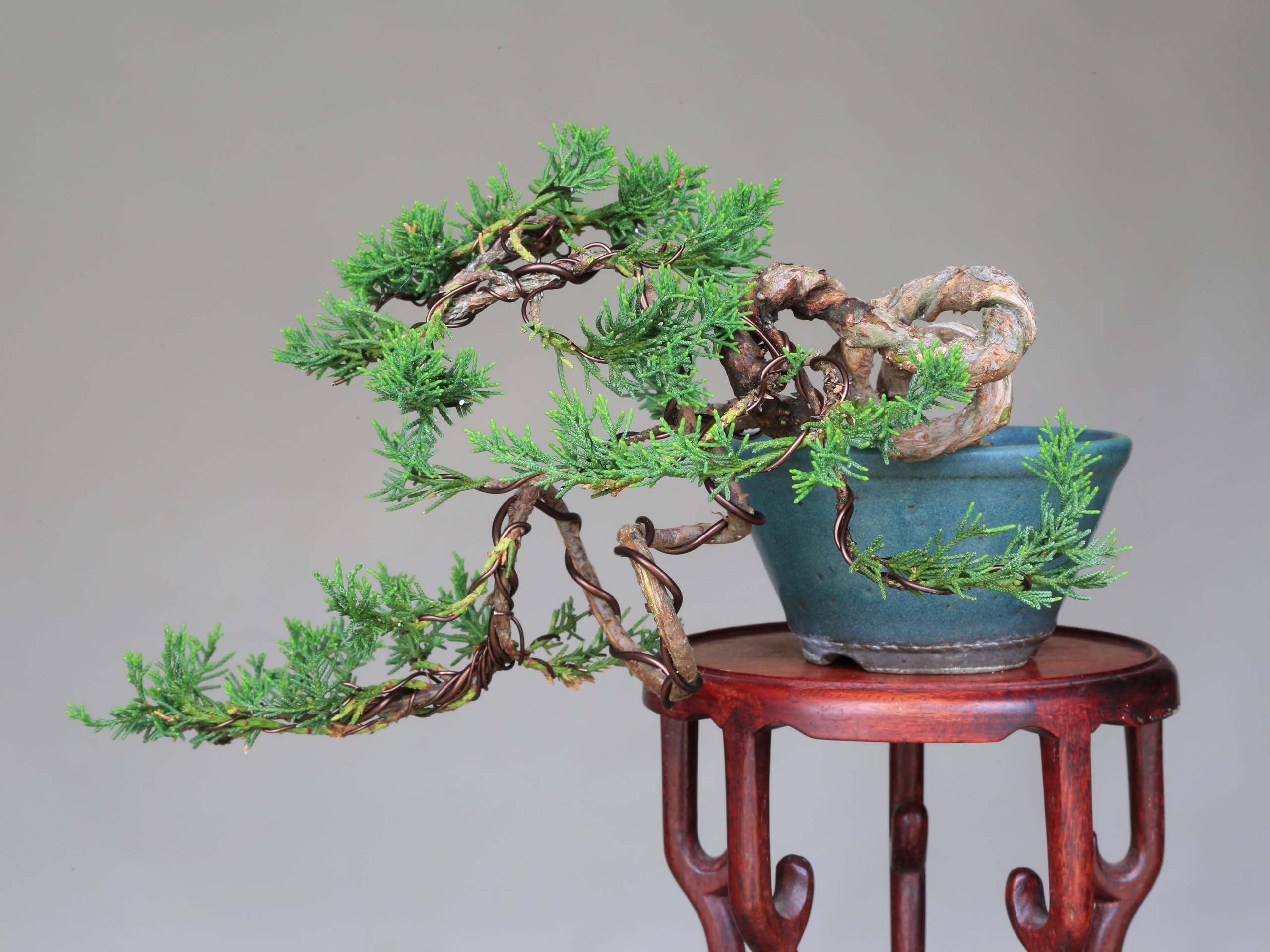 逸品山木懸崖真柏盆栽 Amazon.co.jp: 四国真柏 懸崖づくり 小品盆栽 【泰寿園 Online