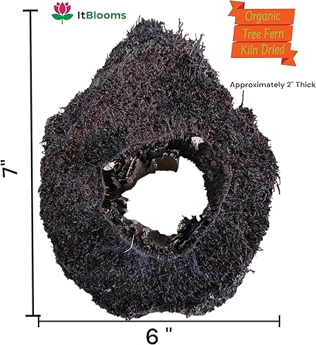 Miniatura 5 de Tillandsia Air Plant Xerographica Extra Grande - Soporte para plantas de aire sostenible colgante de bambú único