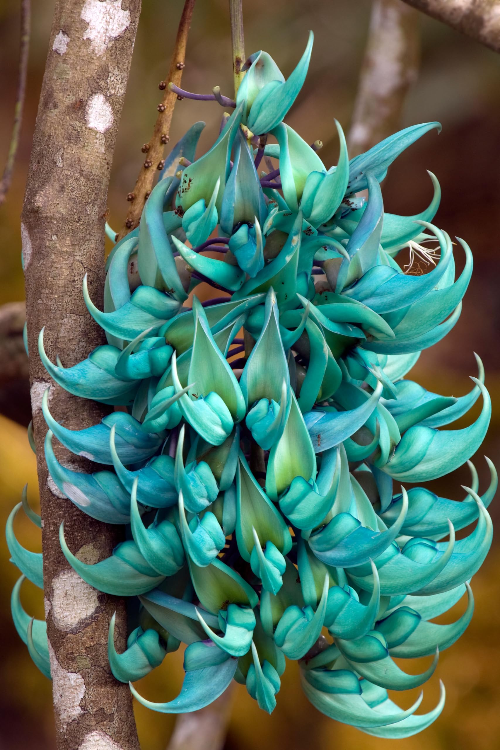 Climbing Jade Vine Seeds – 3 Healthy Seeds for Fast-Growing, Hardy Vines with Striking Jade-Green Flowers, Ideal for Trellises, Pergolas, Fences, and Gardens