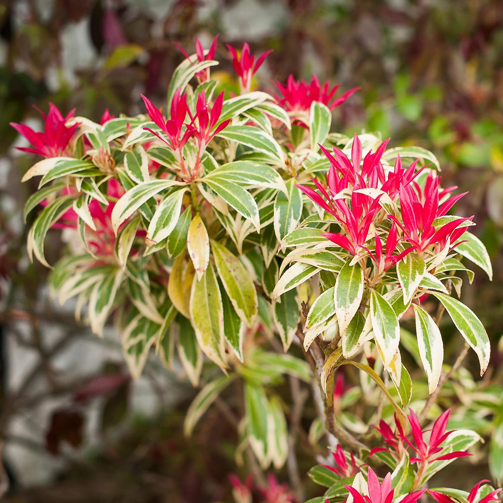 GardenersDream Pieris 'Flaming Silver' Plant in Pot - Outdoor Garden Ready Hardy Evergreen Shrub - All Year Round Live Plant - Flowering Shrub for Gardens (15-25 cm incl. 9 cm Pot)