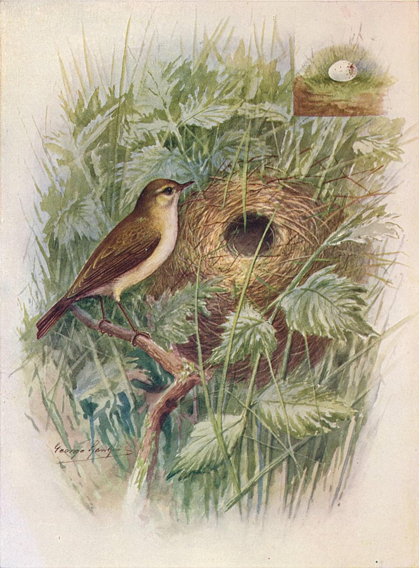 ARTXLXXBN Famous Painting Canvas Artwork Graffiti Print Chiff-chaff Phylloscopus Rufus by George Rankin Portrait Canvas Image for Home Decor 60x90cm