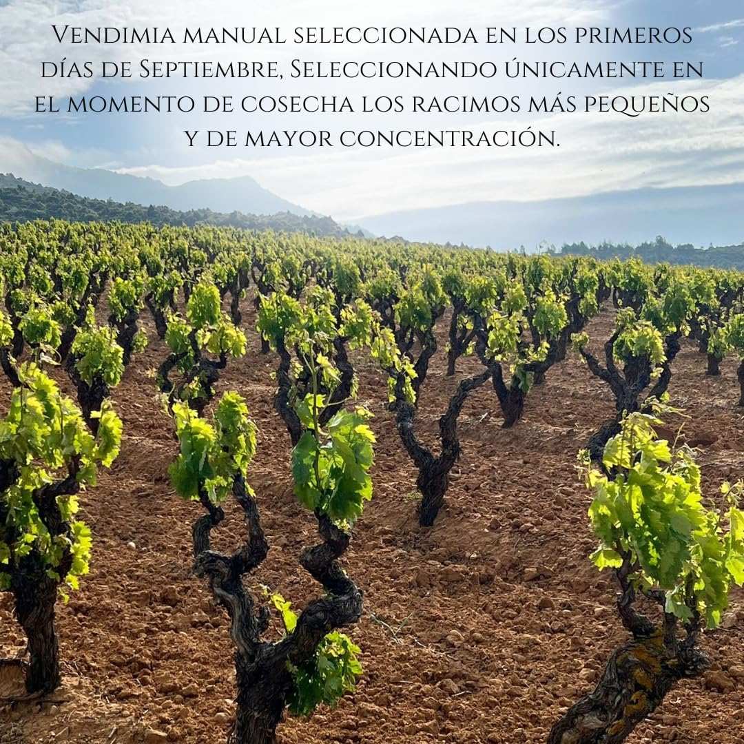 Henrique de Benoît® Vino Tinto Premium Reserva 2020 Pack 3 Botellas 750 ml | Tempranillo 45% Syrah 45%, Graciano 10% | 12 Meses Barrica + 5 Años Botella | Regalo Gourmet Vino Tinto Campiña - Madrid