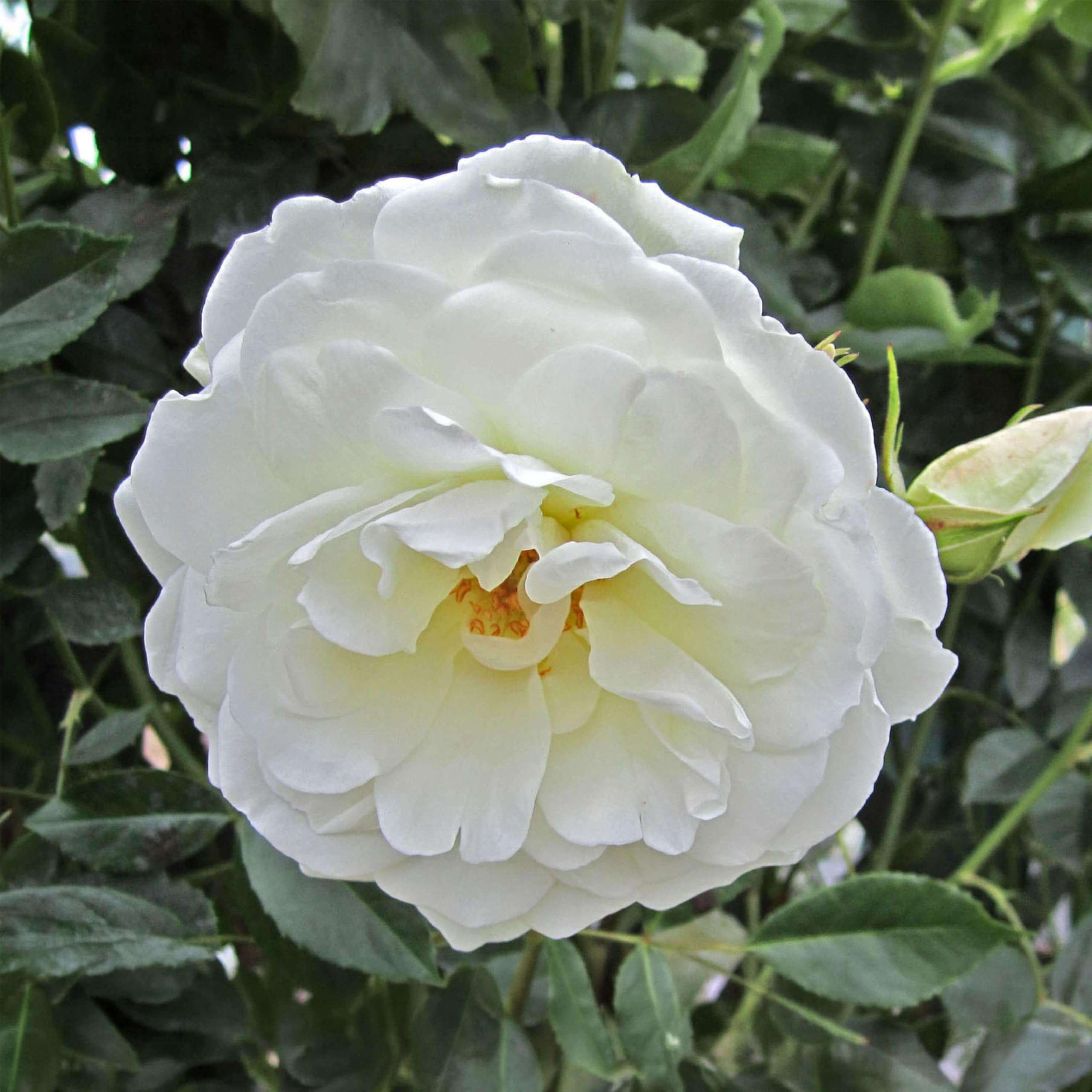Heirloom CL Iceberg Climbing Rose