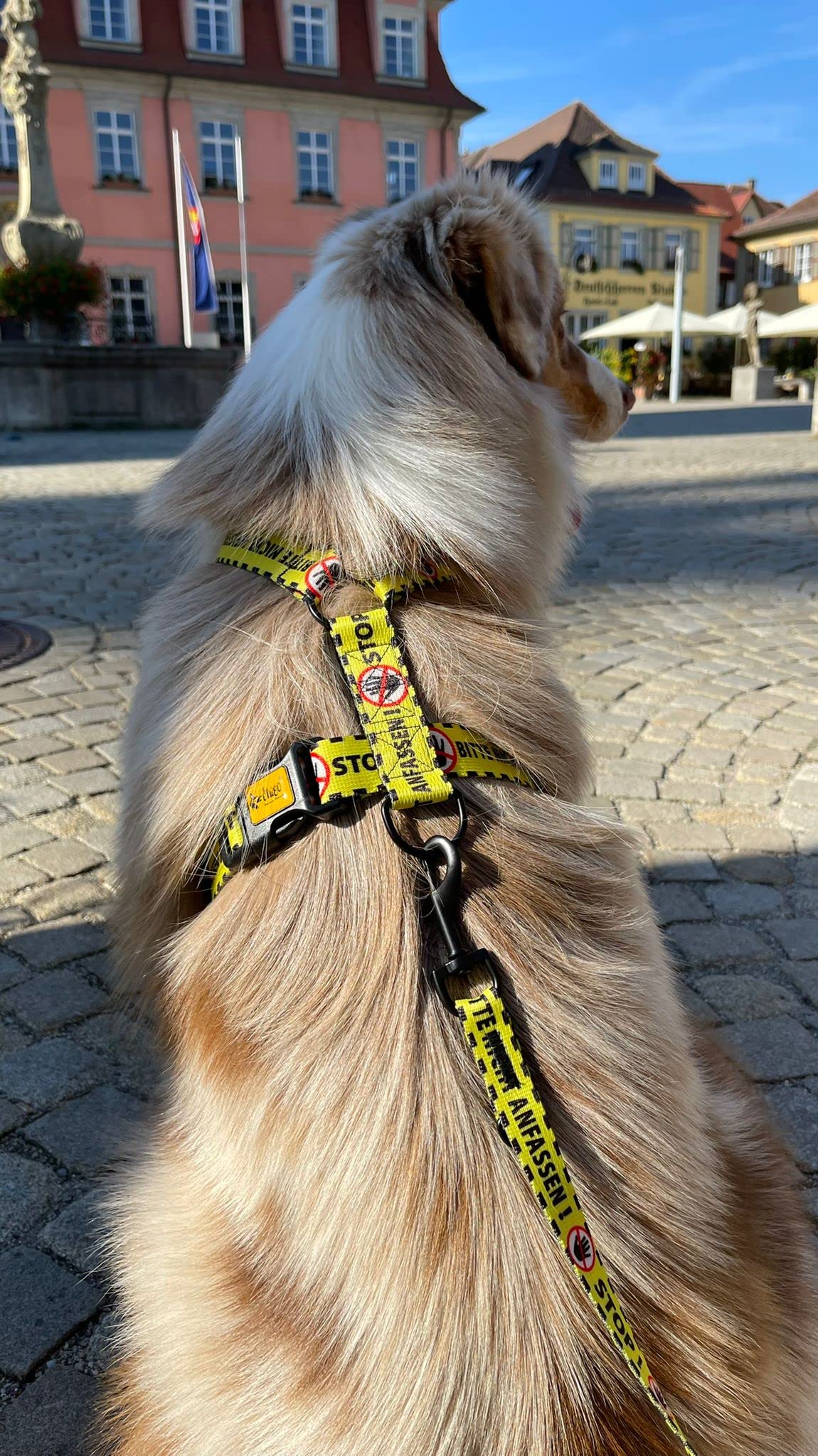 Dingo 95382 - Arnés para perros (4,0 cm, 55-100 cm), color amarillo