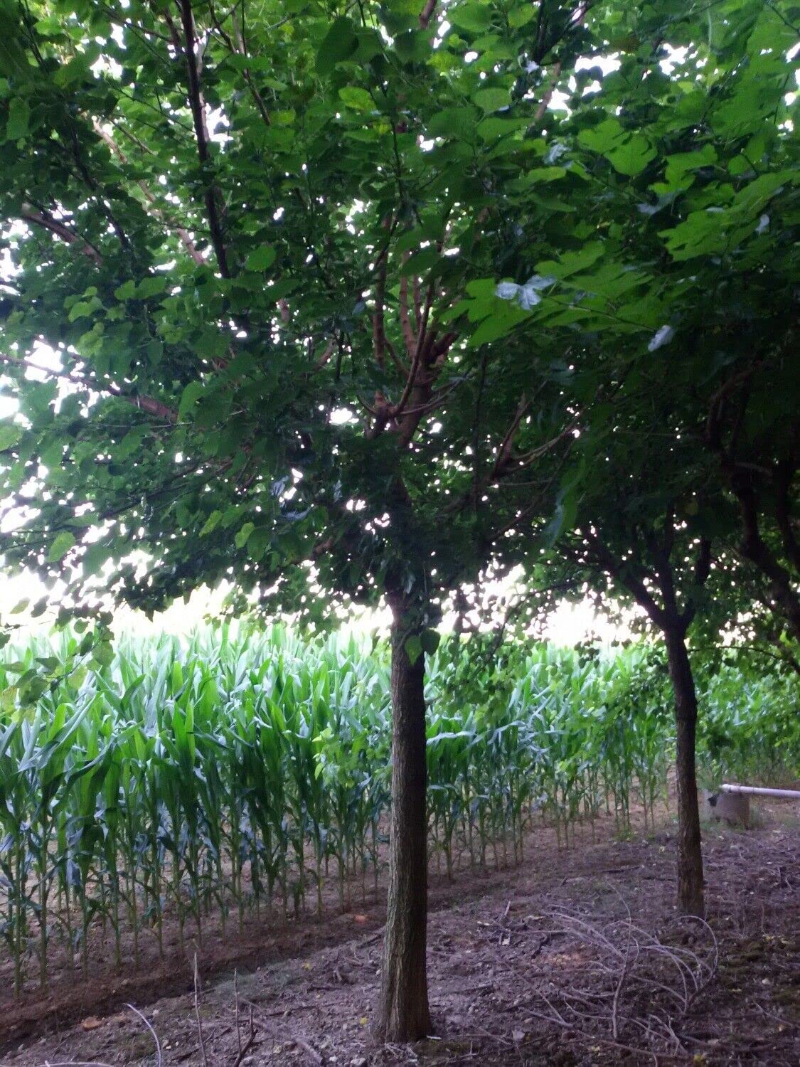 Gelso Bianco "Morus Alba" pianta da frutta in alveolo h 100/120 cm Vivaio di Castelletto
