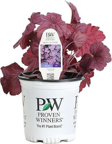 Ganadores de la Proven heupwp2527103Primo Wild Rose las plantas vivas