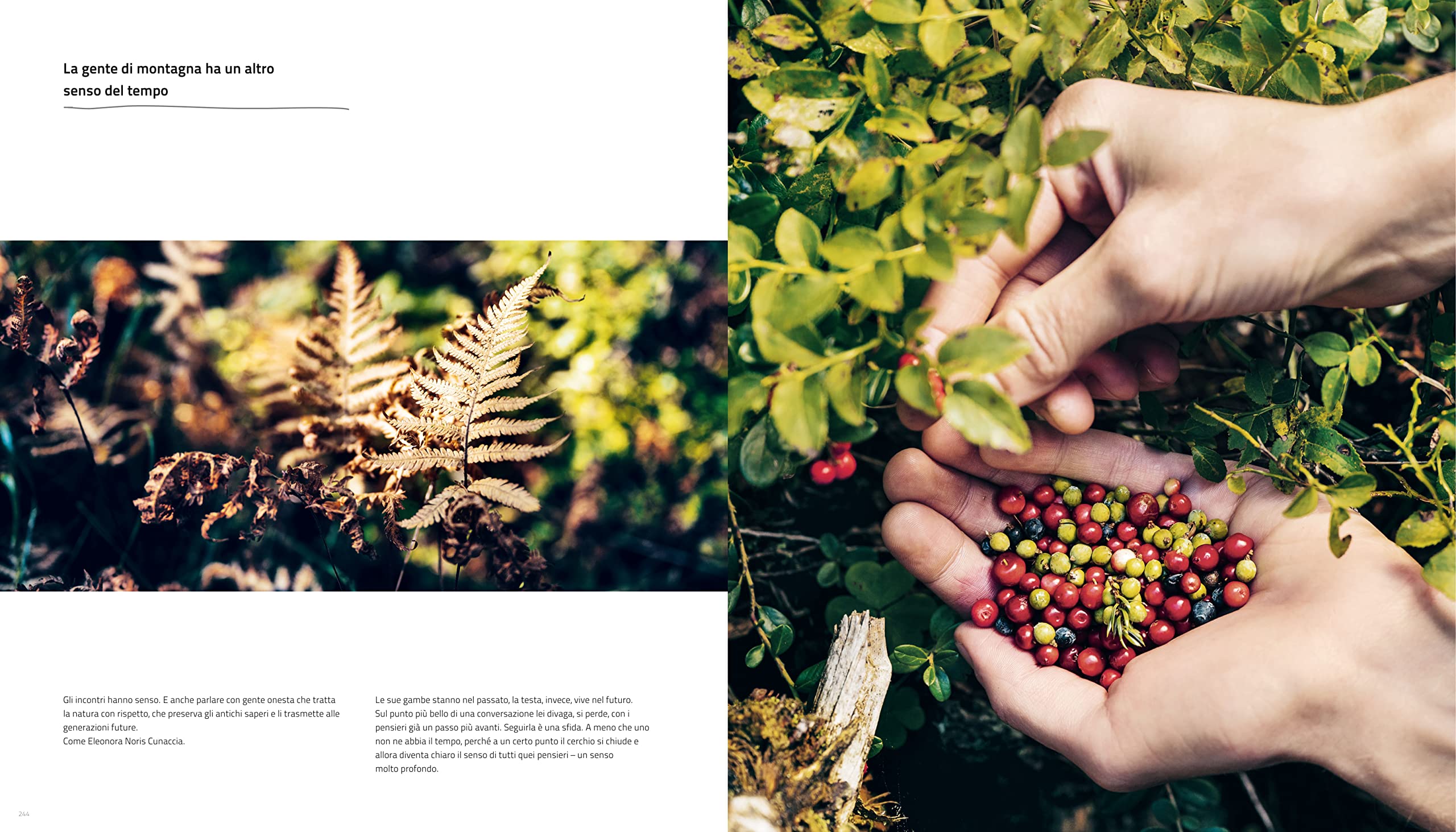 Cook The Mountain [Edizione italiana; 2 Bde. im Schuber]: The Nature Around You. 2020 Premiato con il German Cookbook Award Gold & GOURMAND AWARD GERMANY »Man Chef Book«