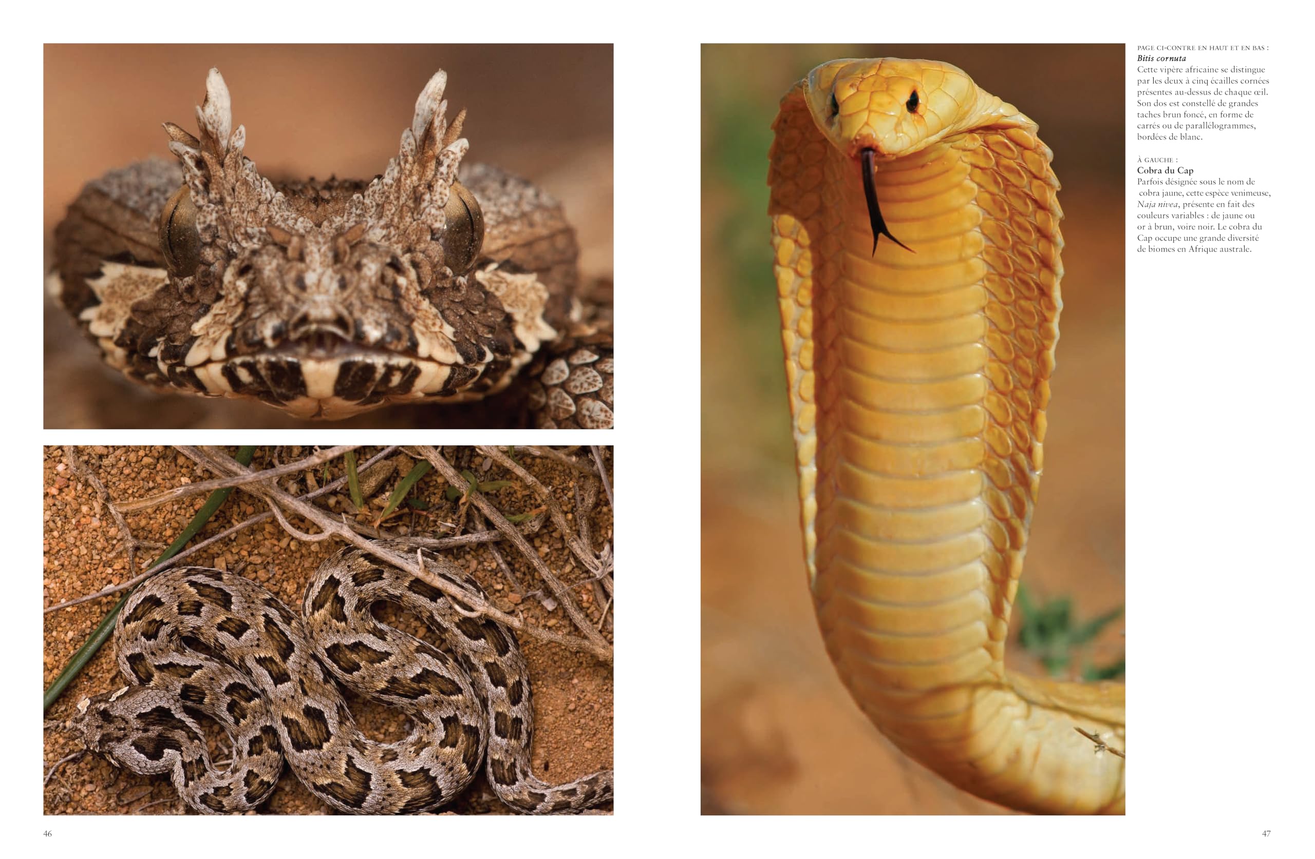 Les serpents: Mystérieux et étonnants