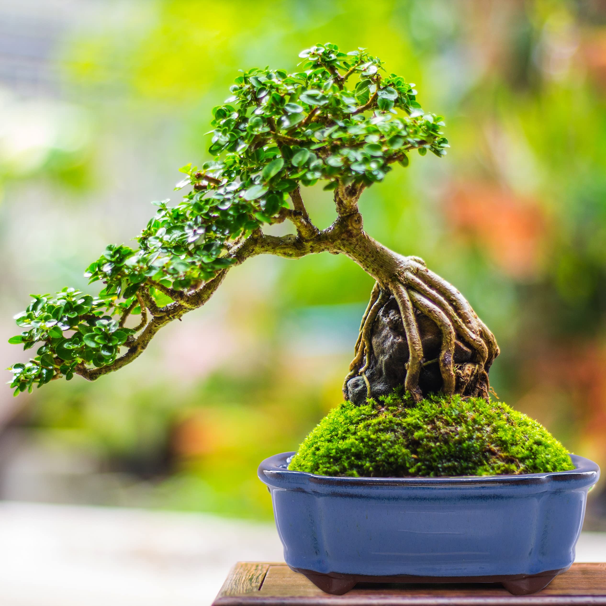 Jinfa Ceramic Bonsai Bowl Set of 2 (Oval, 15 x 11.5 x 5.5 cm) Blue Glaze  with Drainage Hole and Grid Handmade Bonsai Pots for Indoor Bonsai and  Succulent Plants : Amazon.com.be: Garden