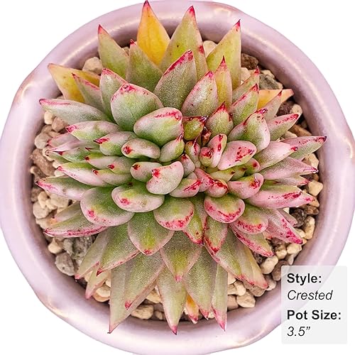 Miniatura 6 de Echeveria Agavoides - Plantas suculentas vivas raras de dragón azul, 1 maceta de cabeza de 2.5 pulgadas, planta viva naranja, excluye maceta y