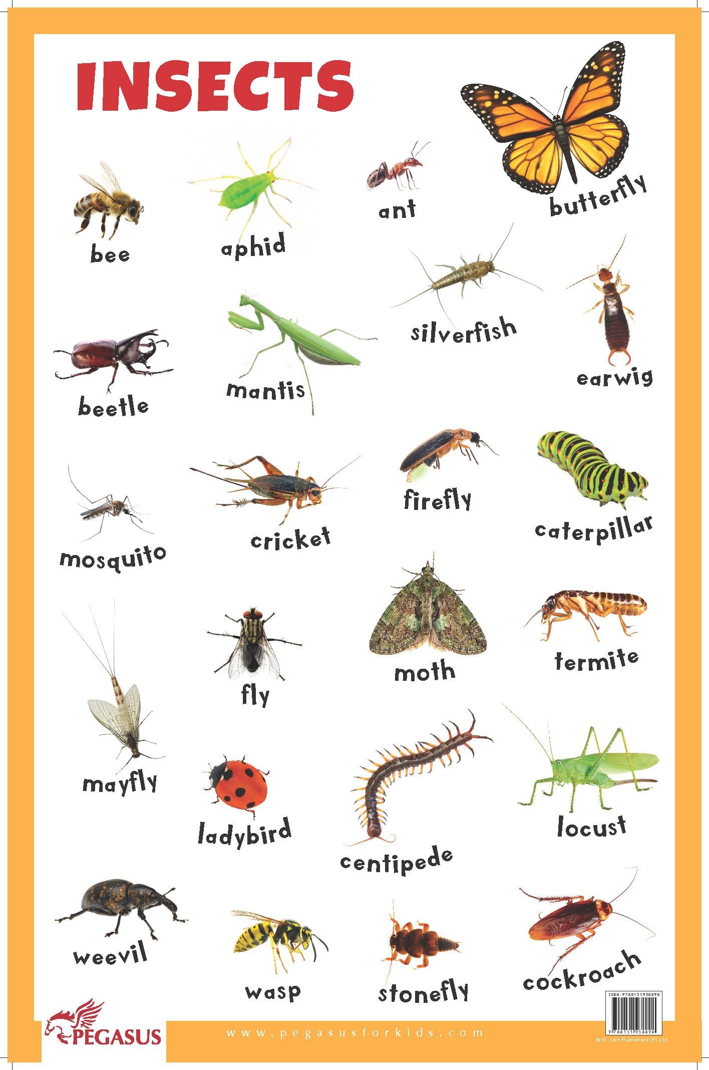 Insects - Thick Laminated Primary Chart Poster – 1 January 2018