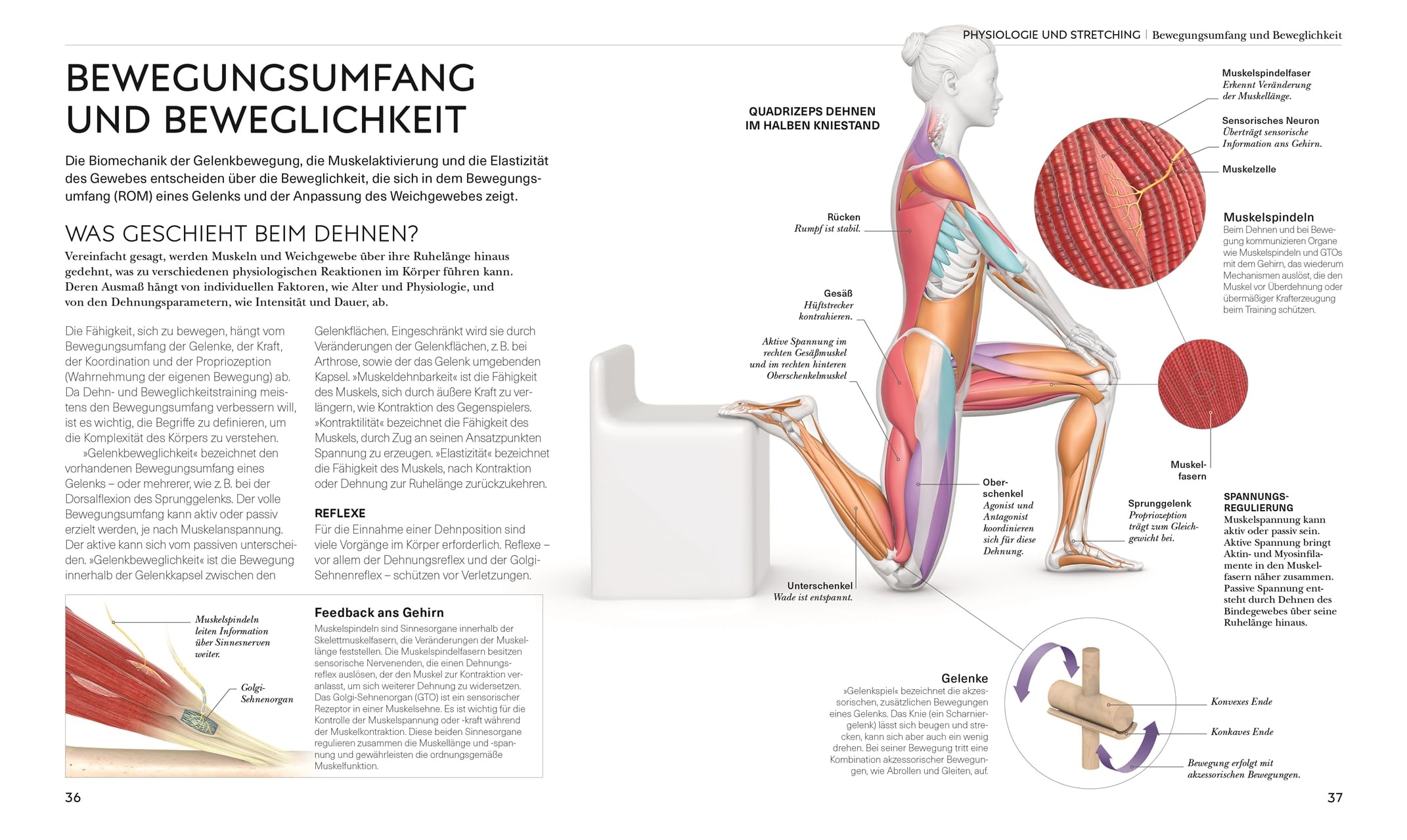 Stretching - Die Anatomie verstehen: Mit Dehnübungen für mehr Beweglichkeit. Grafiken geben Einblicke in die Muskel- und Gelenkarbeit