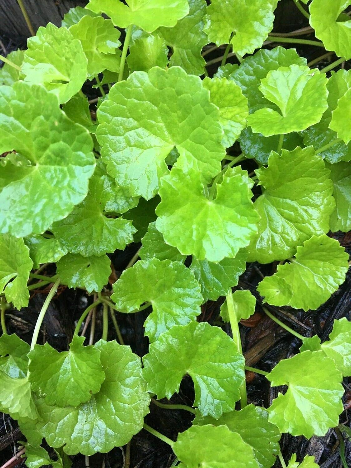Amazon 5 Edible Pennywort Vietnamese Rau M Patio Lawn Garden amazon-5-edible-pennywort-vietnamese-rau-m-patio-lawn-garden