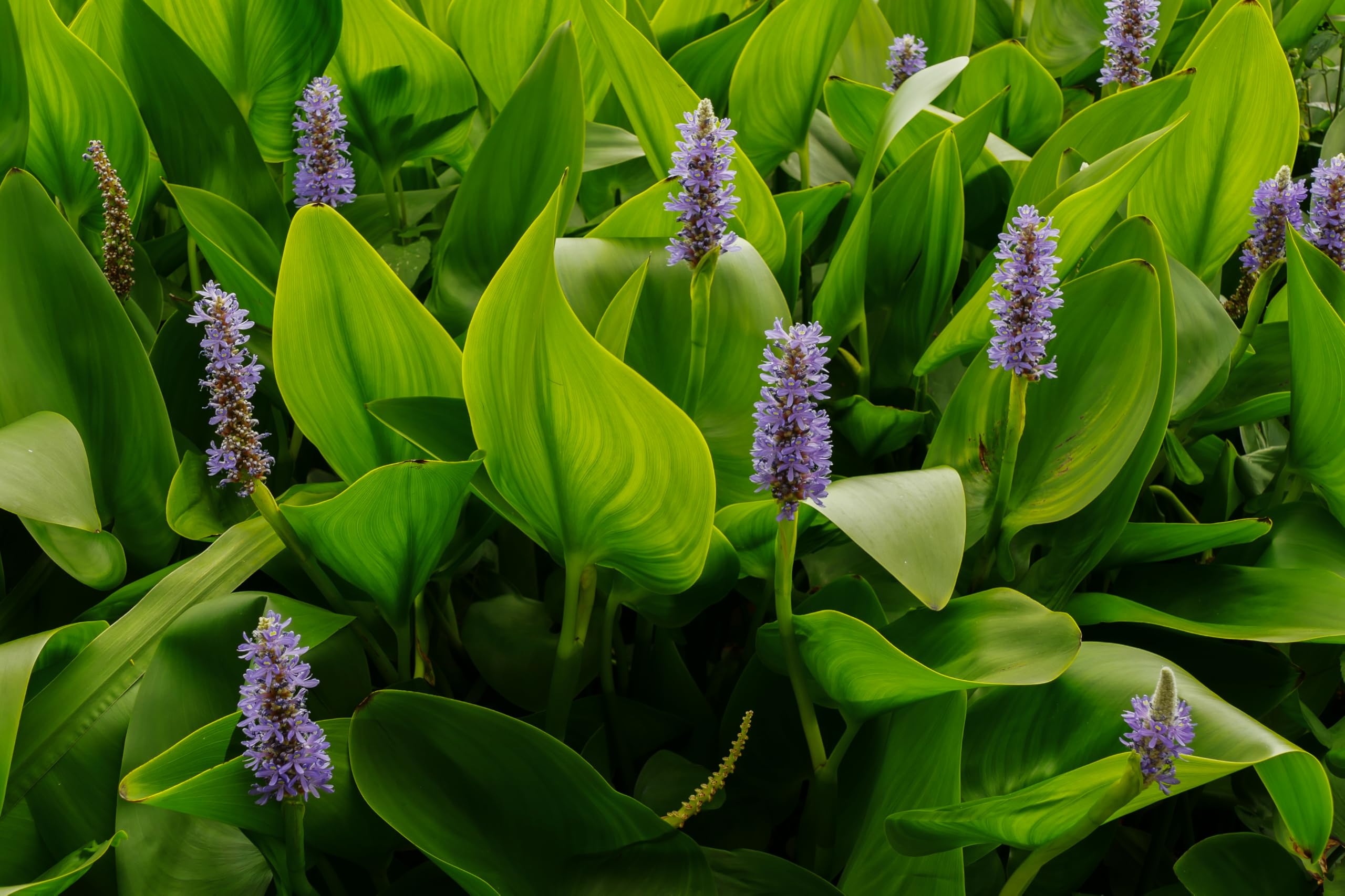 Lincolnshire Pond Plants Ltd - Pontederia cordata (Pickerel Weed) - Marginal Pond Plants - MP092-3 / 1Ltr