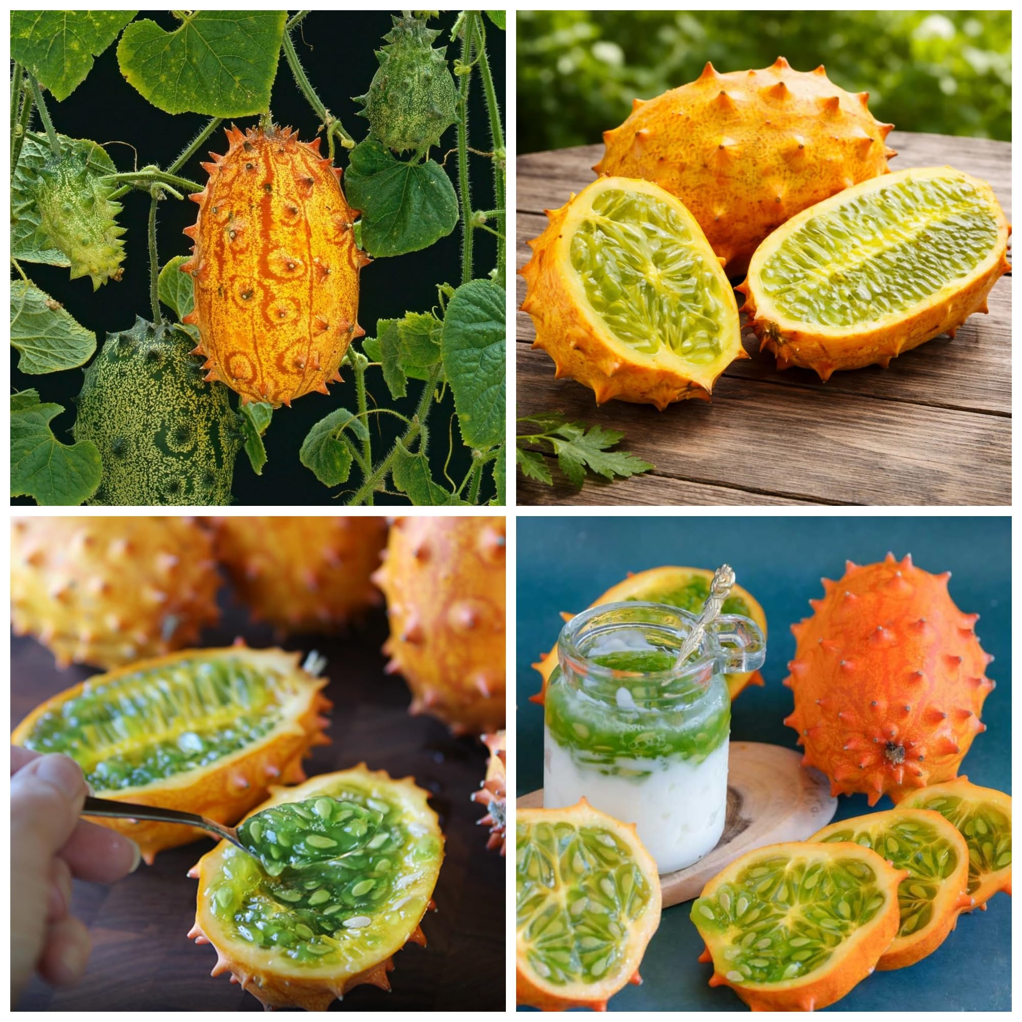 Amazon.com : Jelly Melon Seeds for Planting - 30 Seeds African