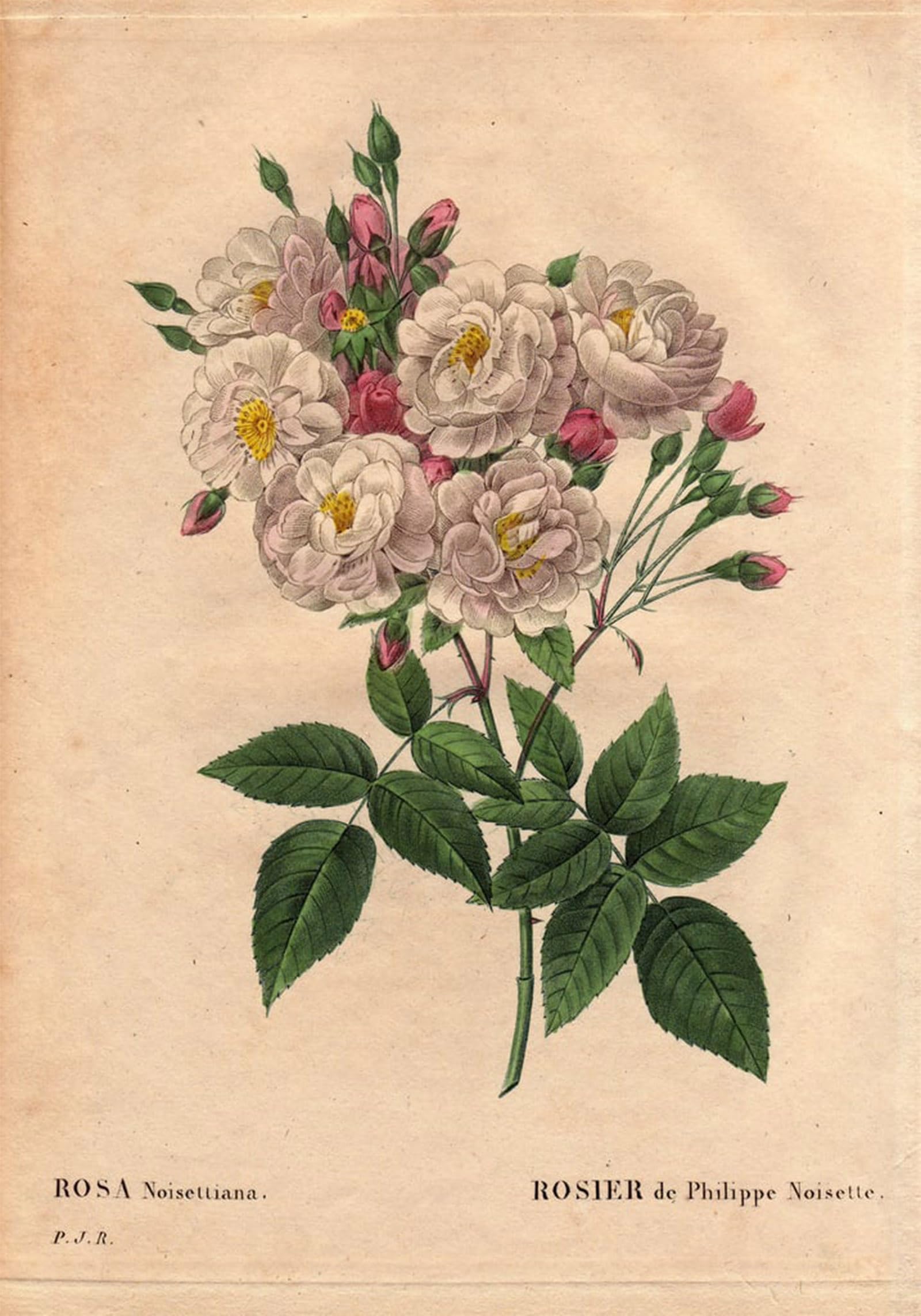 POSTERIIk Famous Animal Posters Vintage Picture Rose of Philippe hazelnut species of rose moschata chinensis grown in the United States by Pierre Redouté Modern Wall Decor for Home Decor 60x90cm