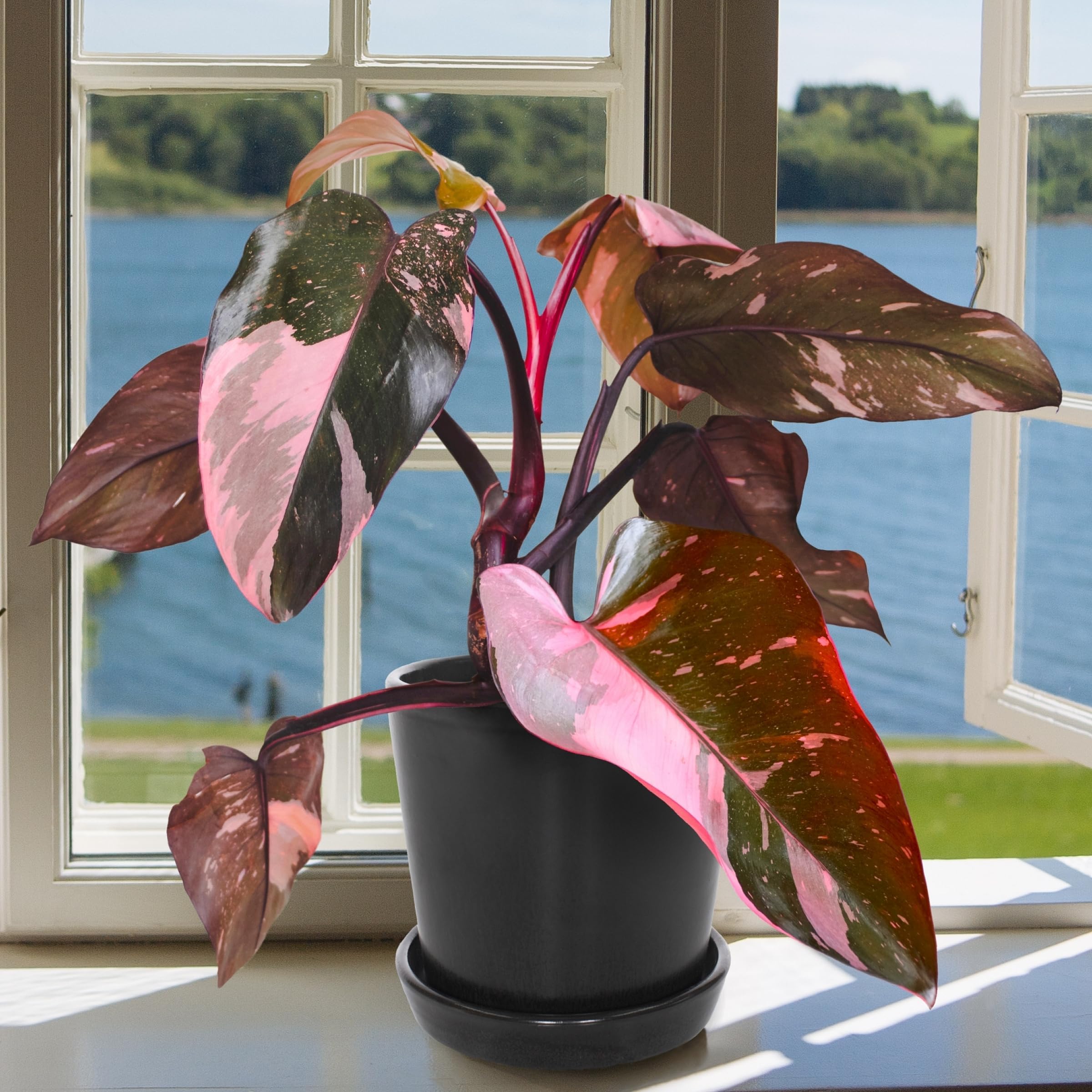 Pink Princess philodendron plant Black pot pack 1 : Amazon.in: Garden &  Outdoors
