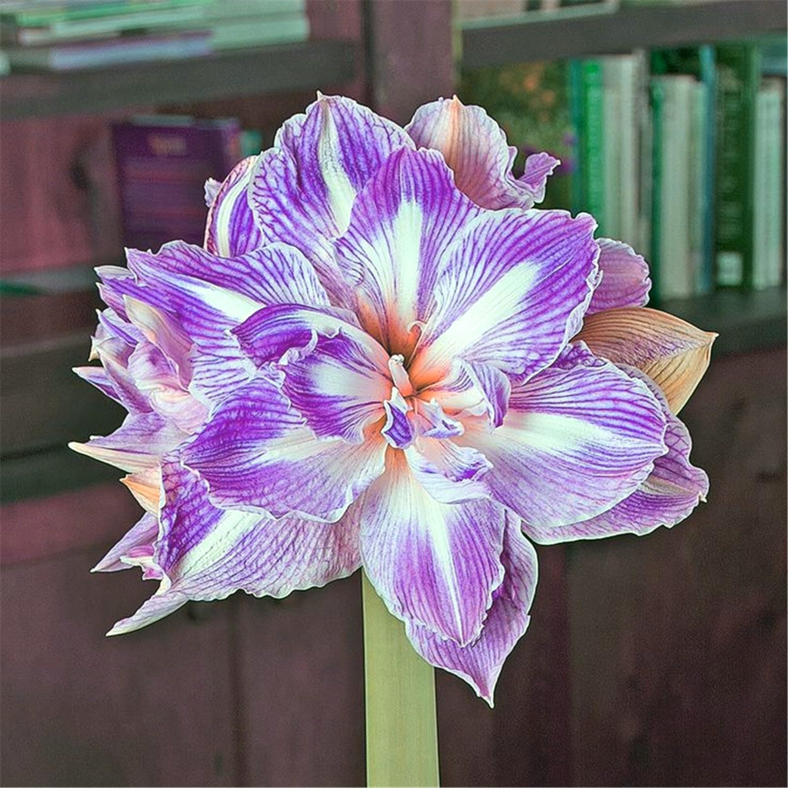 Amaryllis Bulbs for Sale,Amaryllis Bulbs Mix Colors Root