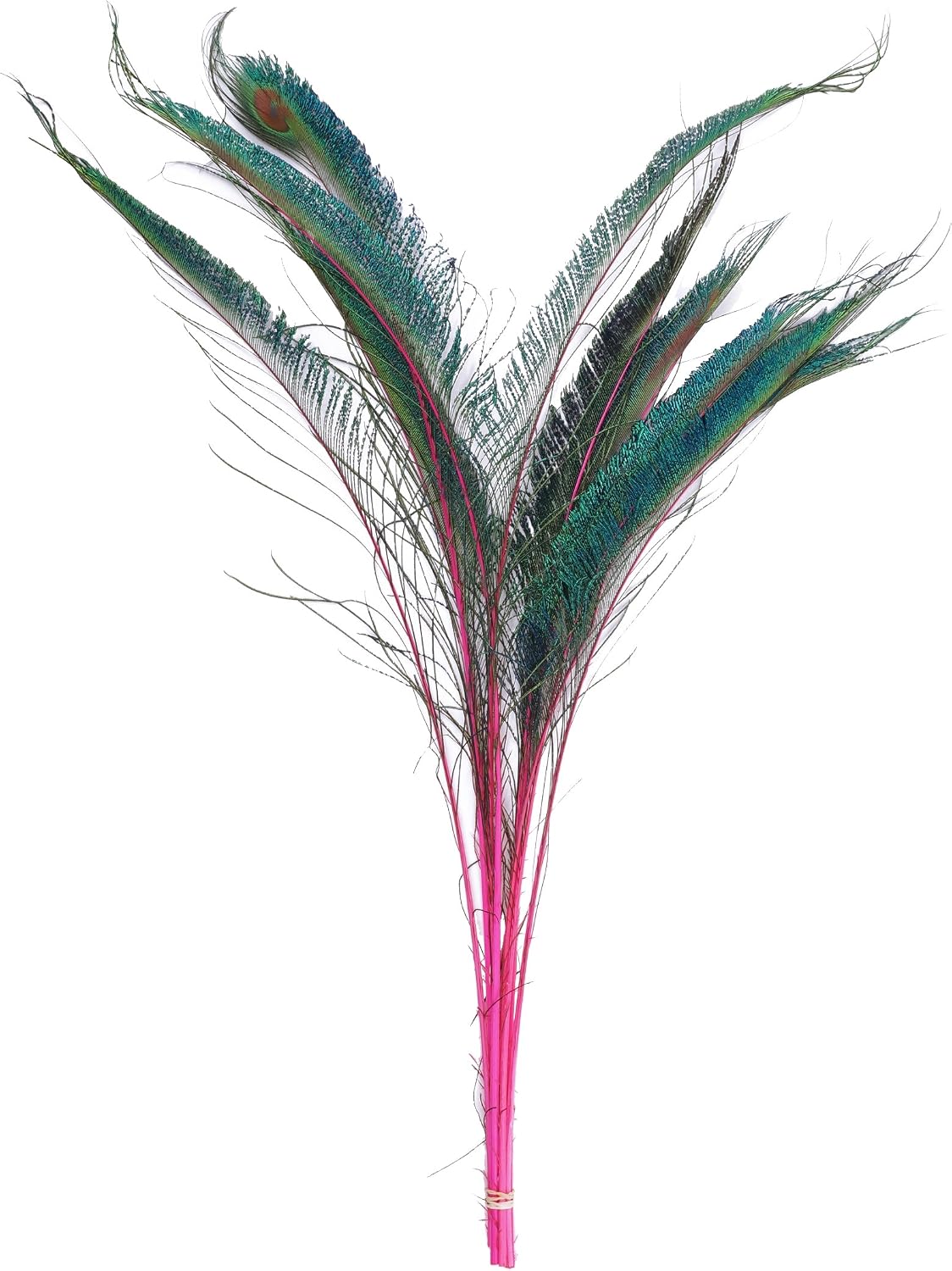 Zucker - Natural Peacock Sword Stem Feathers - 10 Piece Packaged Feathers for Art Supply, DIY, Craft, Home Décor, 20”- 25” - Shocking Pink