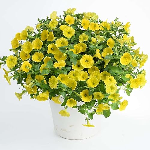 Miniatura 5 de QAUZUY GARDEN 100 semillas amarillas de gloria de la mañana de la mañana  Semilla de flor de reliquia sin OMG llamativa flor trepadora de vid