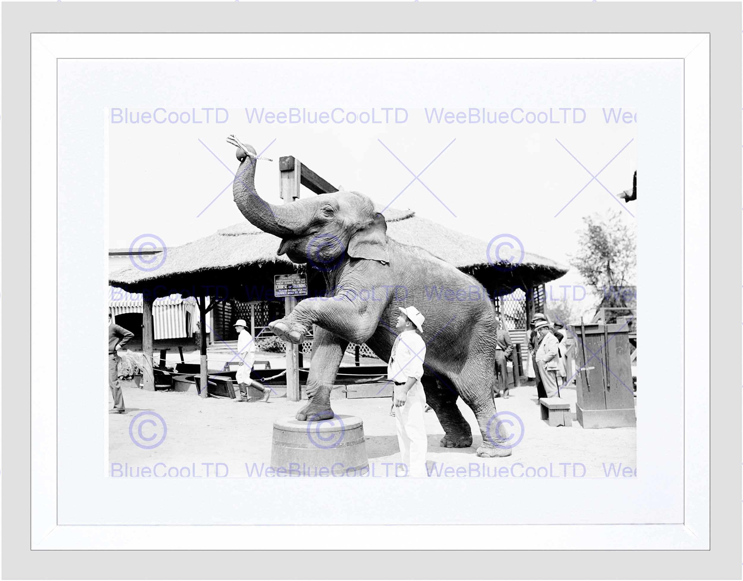 Wee Blue Coo Circus Vintage Elephant Act Training Historic India Framed Wall Art Print