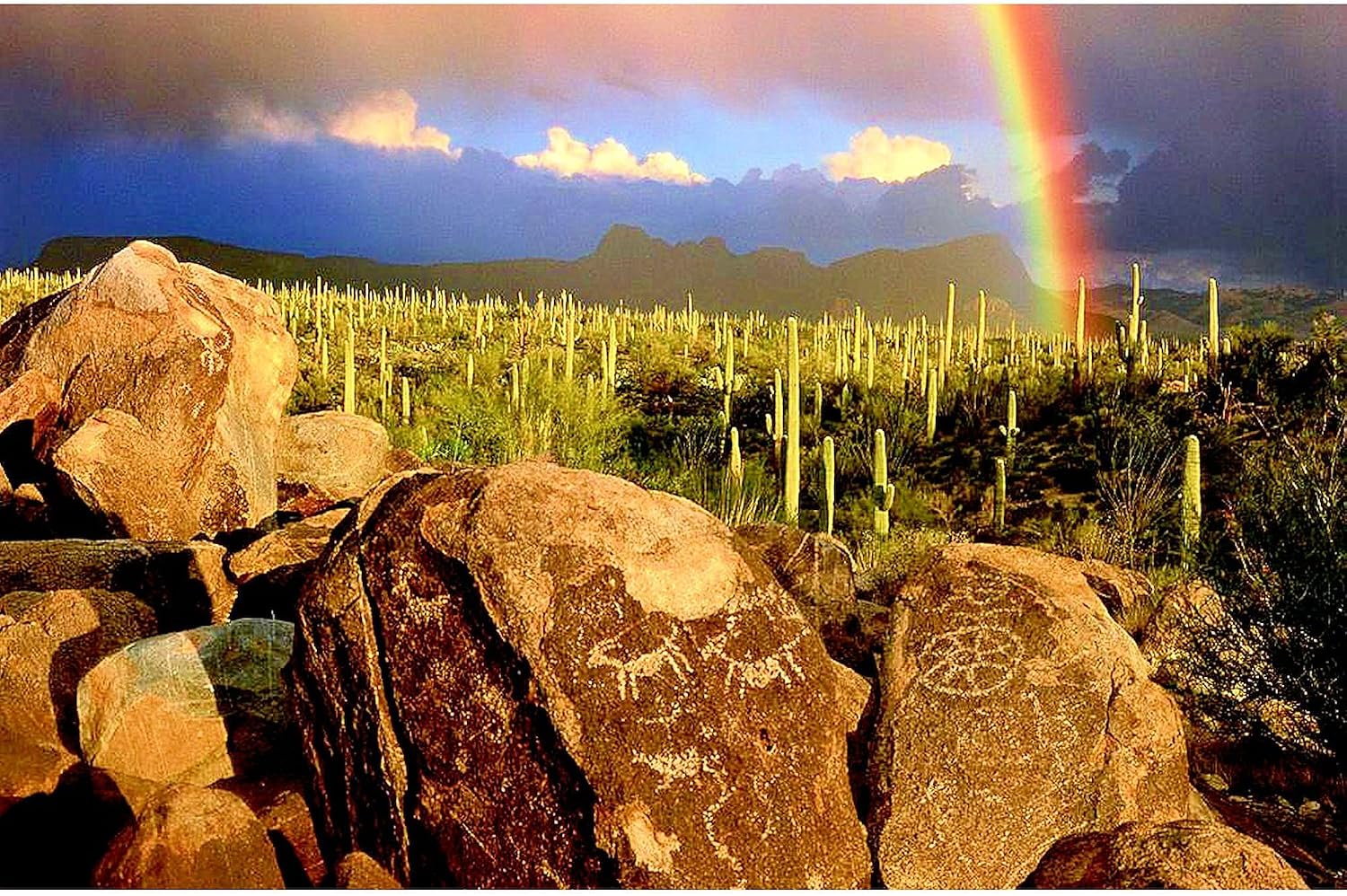 CafePress Saguaro National Park Rectangle Magnet, 3"x2" Refrigerator Magnet