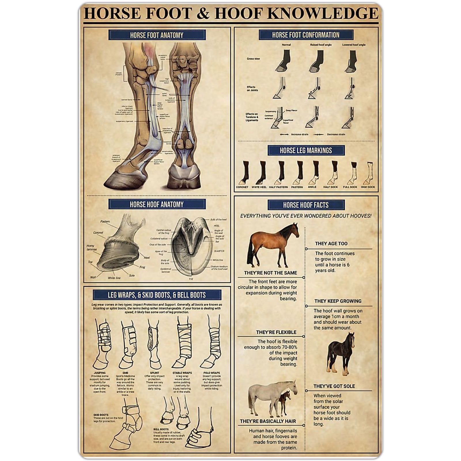 Peiyeety A-34 Horse Foot & Hoof Knowledge Metal Tin Signs Foot & Hoof Anatomy Retro Poster Popular Science Educational Charts Wall Plaques Decor For Home Classroom Room Office 12X17 Inch
