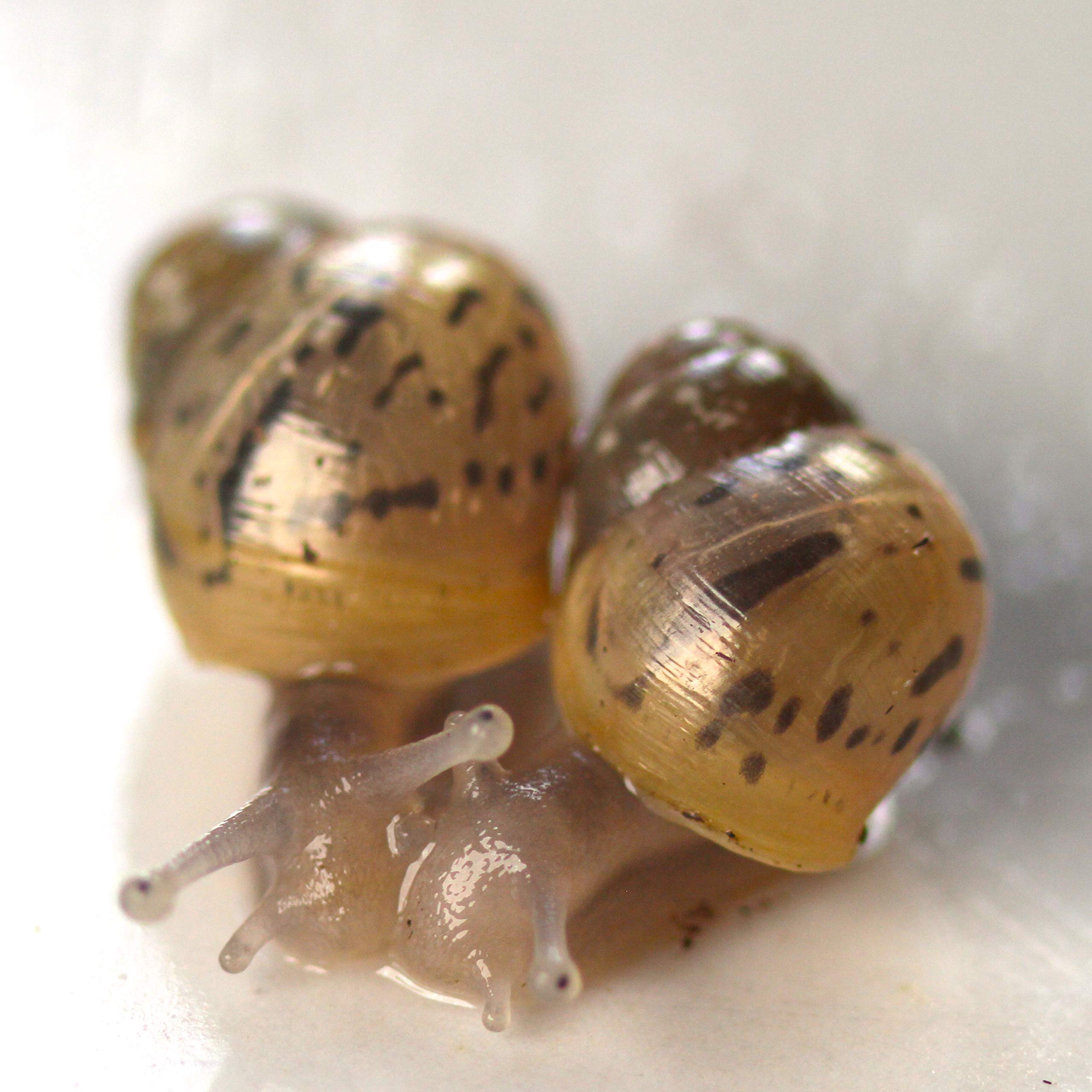 Buy African Giant Land Snail Achatina Fulica (2 Baby Giant Land