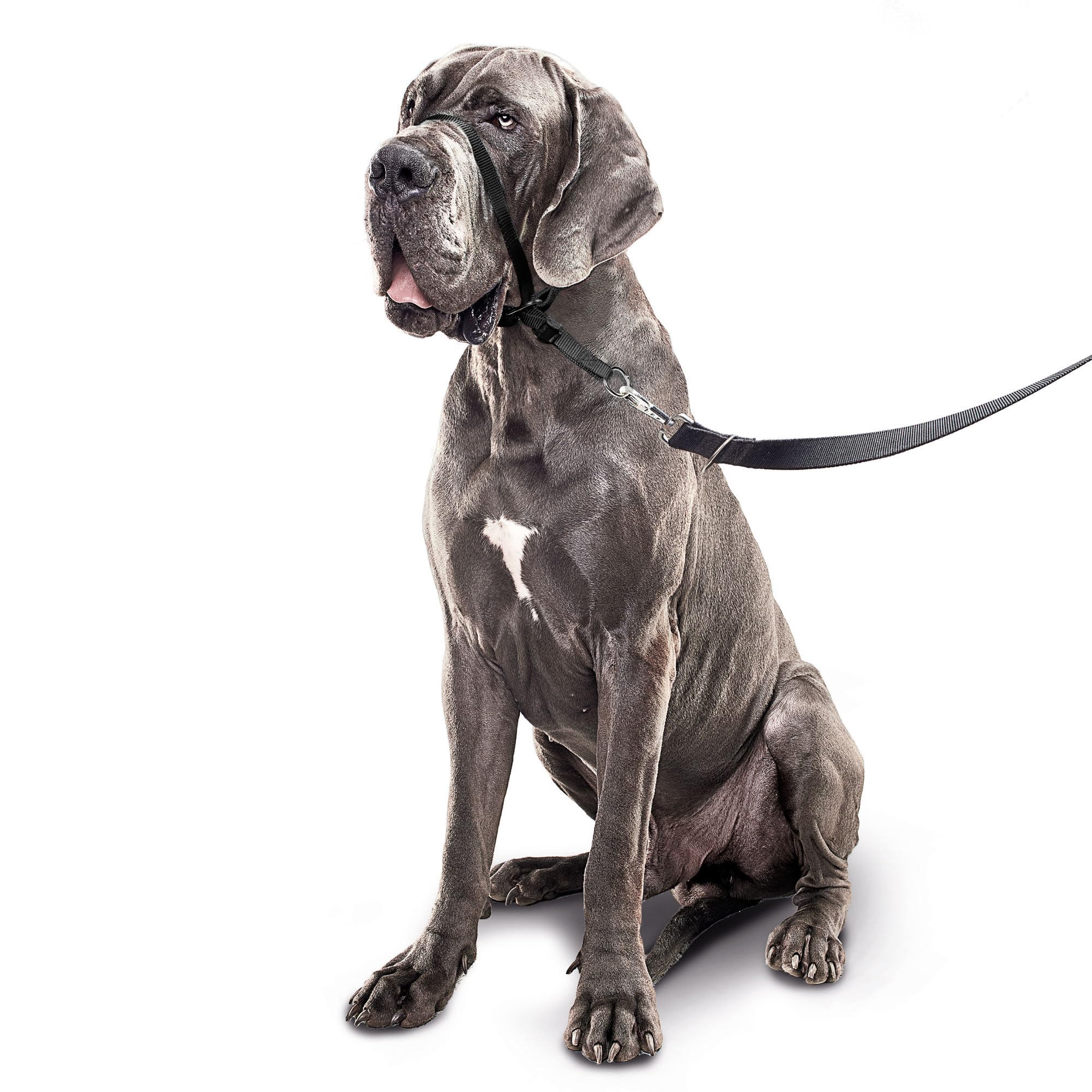 BEAPHAR - Gentle Leader® - Hundehalfter Für Große Rassen - Aus Nylon - Trainingshilfe Zur Kontrolle Und Führung - Von Tiertrainern Empfohlen - Größe L - Schwarz