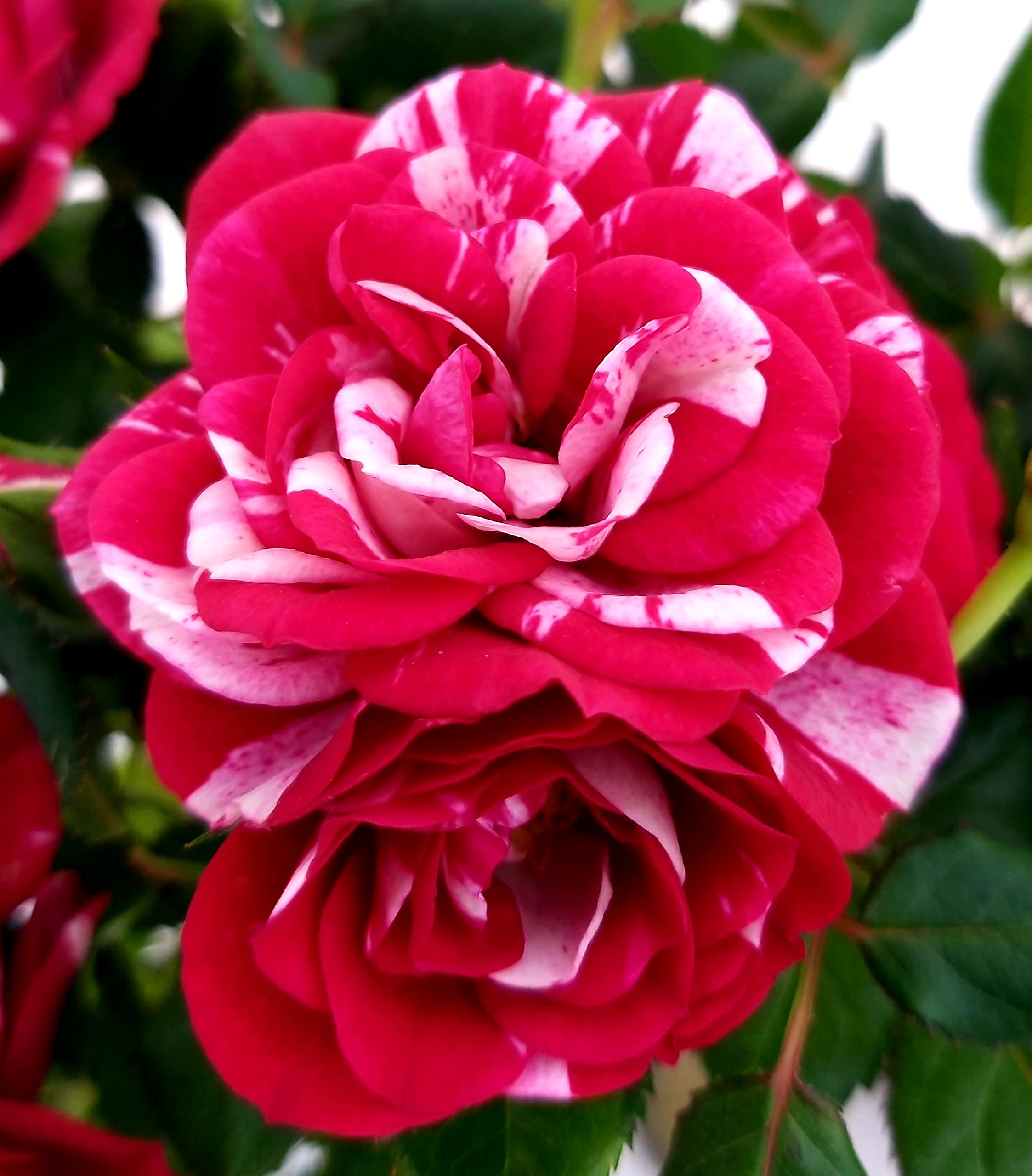 POWERS TO FLOWERS - ROSA DA GIARDINO NANA RAMPICANTE e RIFIORENTE, ROSA ROSSA BICOLORE, 2 PIANTE, VASO 8CM, Piante Vere