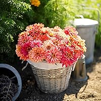 Vista 64 de Eden Brothers - Semillas de zinnia, cactus con flores, sin OMG, plantar en primavera, paquete, flores de bajo mantenimiento, zonas 3, 4, 5, 6, 7, 8
