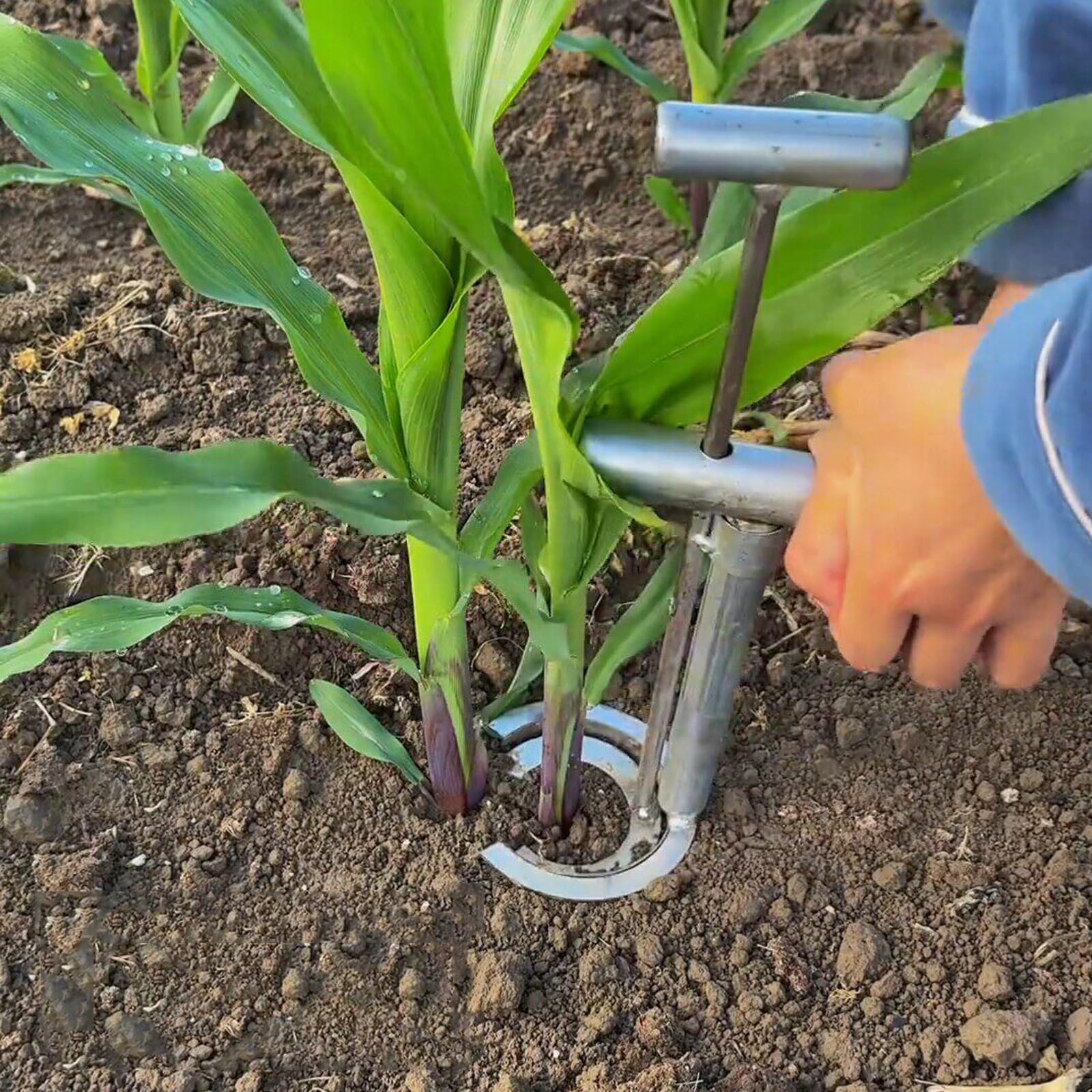 Herramienta de acero inoxidable para plantar bulbos, trasplantar bulbos y también para césped, plantador manual para semillas de bulbos, herramienta de trasplante