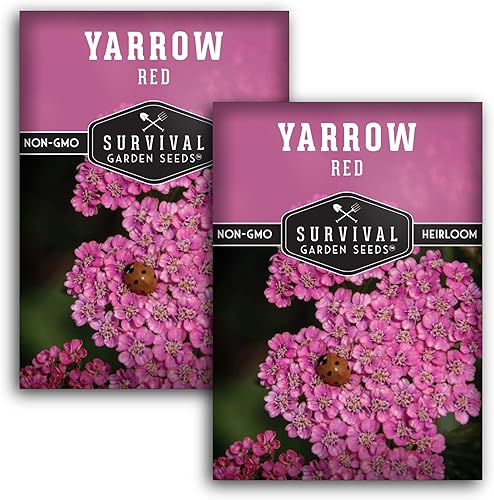 Miniatura 10 de Semilla de milenrama roja para plantar en el jardín, 1 paquete con instrucciones para plantar y cultivar milenrama común, flores silvestres de