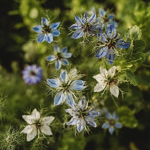 Miniatura 4 de Love-in-a-Mist - 250 semillas - Variedad de reliquia y polinizada abierta, semillas de flores aptas para polinizadores sin OMG para plantar al aire