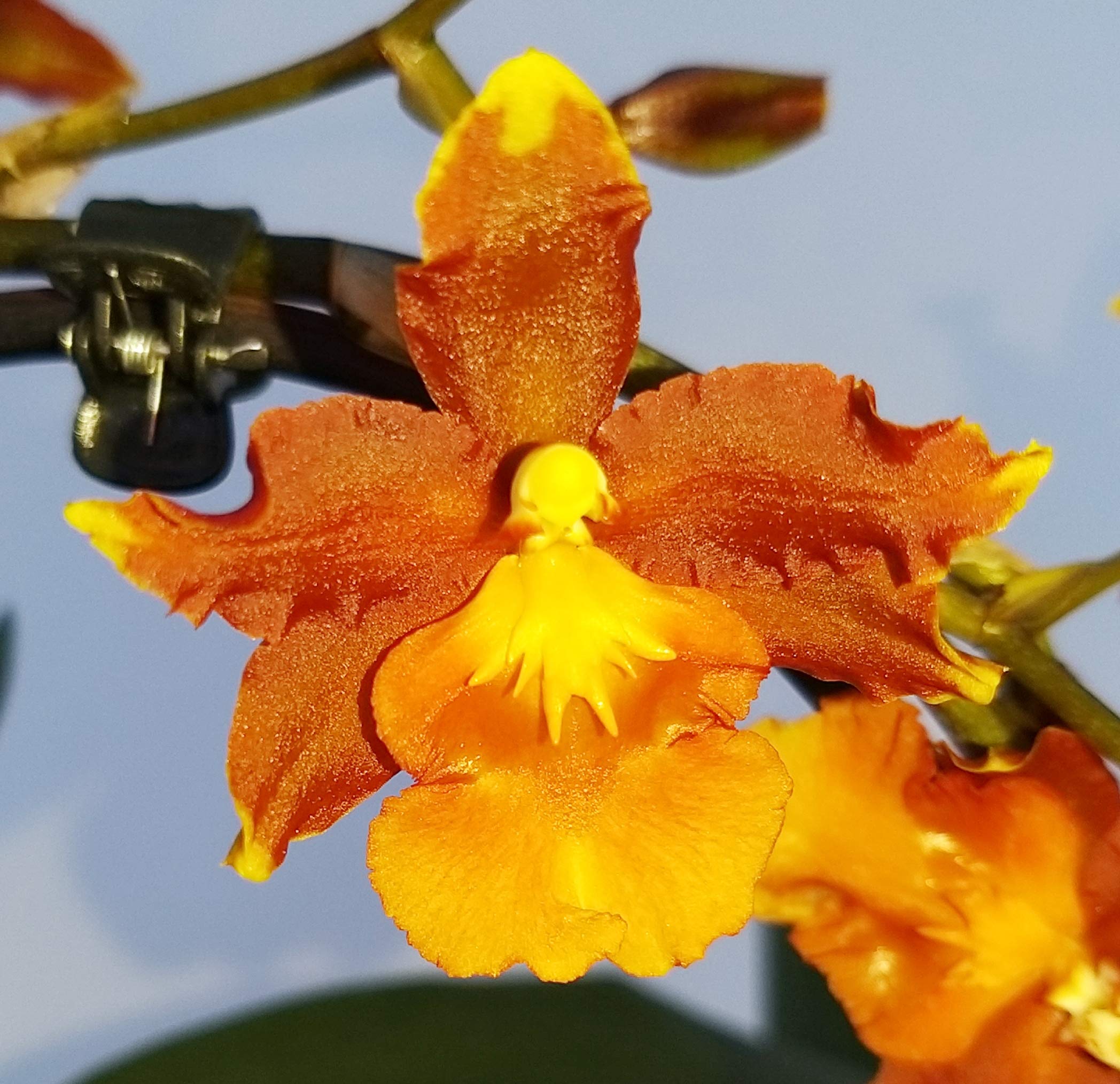 POWERS TO FLOWERS - CAMBRIA ARANCIO, ORCHIDEA IN VASO CERAMICA BIANCO, pianta vera