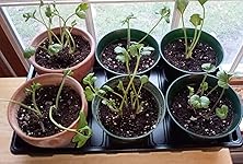 Review Image by Ed Ed