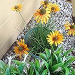 Review Image by Amazonian Amazonian