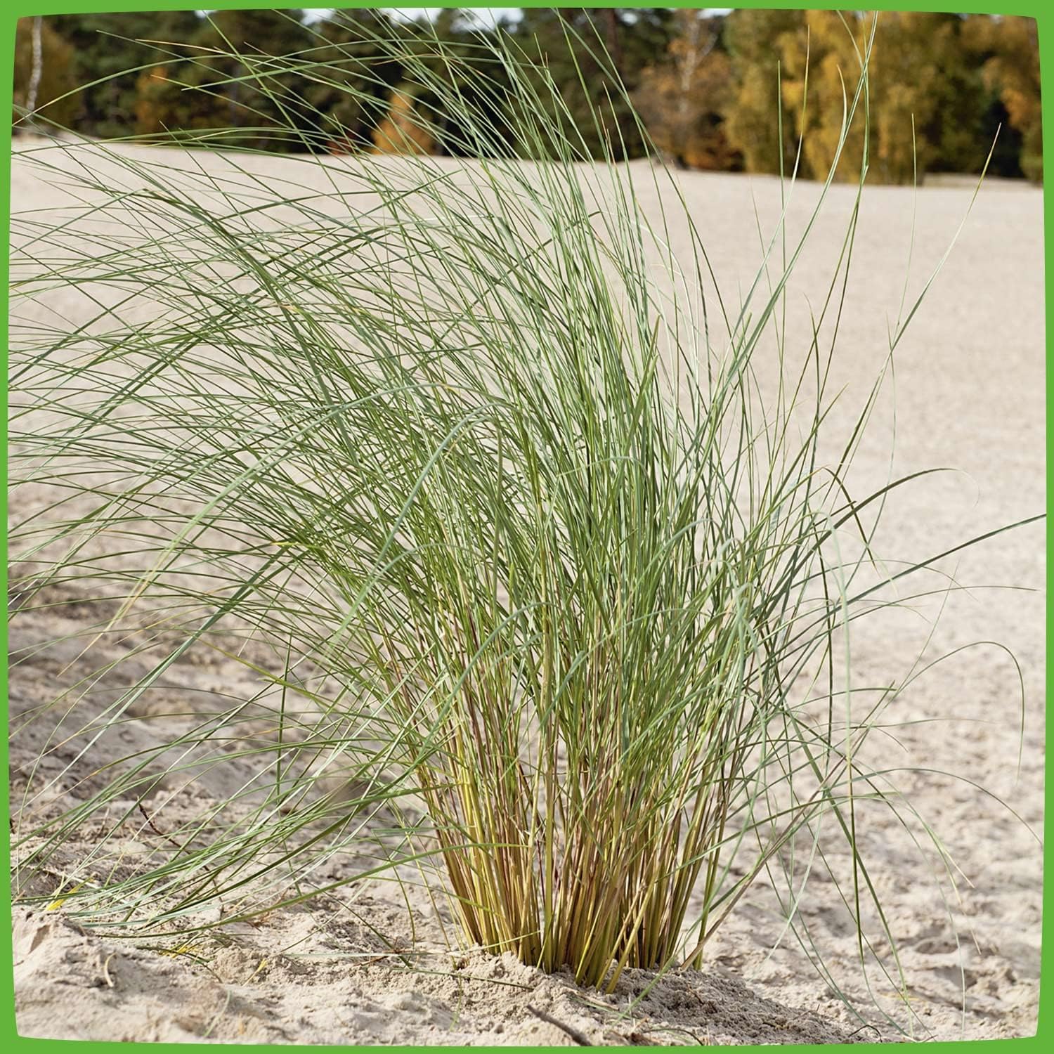 Strandhafer Ammophila Arenaria - 5 Pflanzen Im 9cm Topf Für Dünen & Sandböden