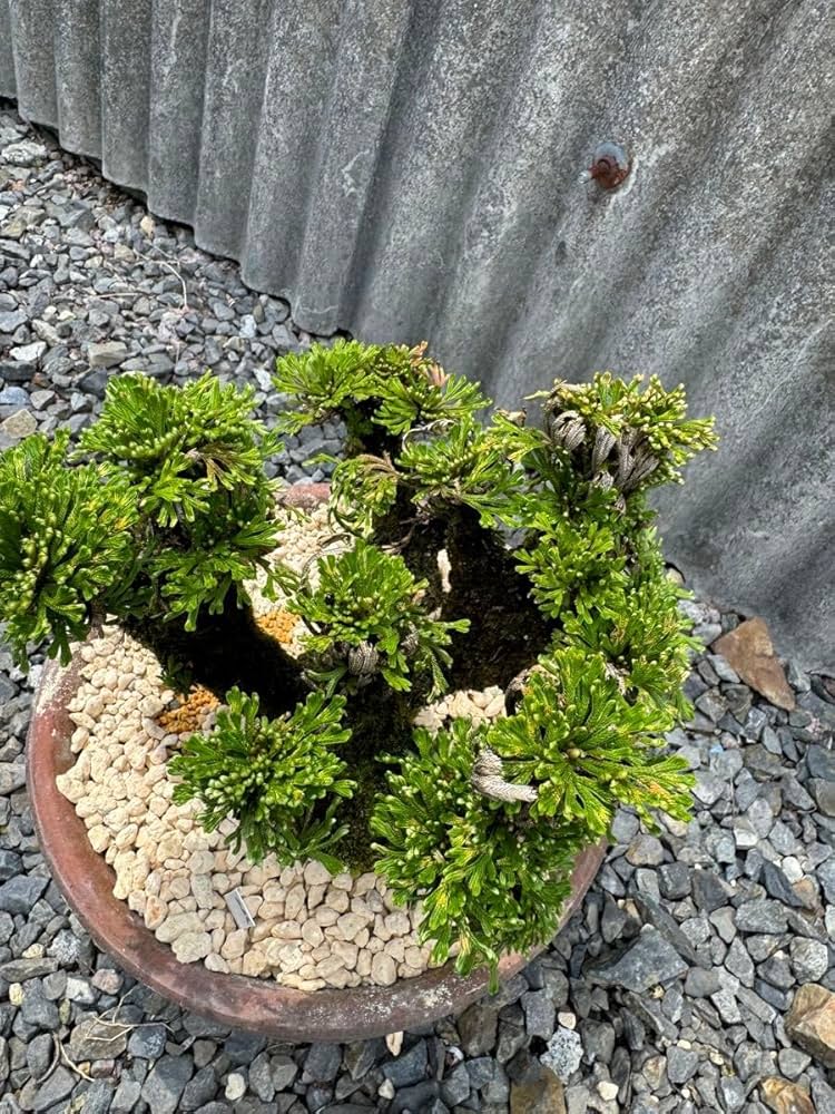 Amazon.co.jp: 30年物 岩松 イワヒバ 岩ヒバ 盆栽 山野草 高山