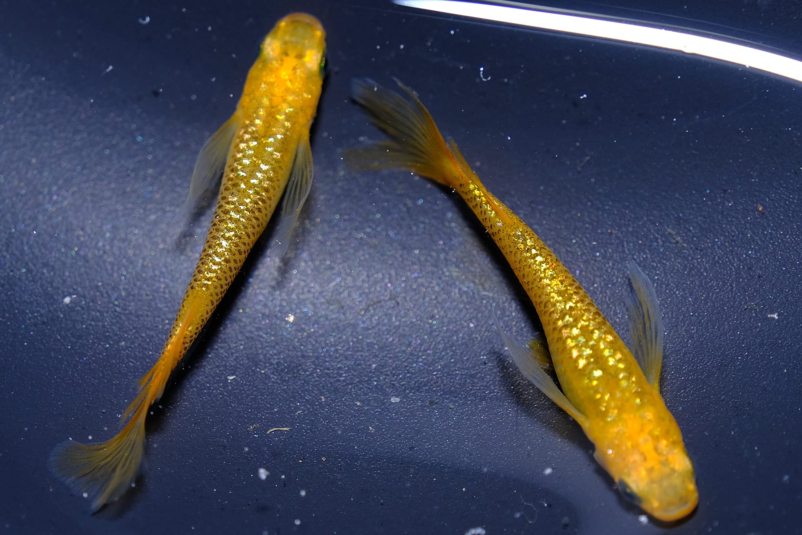 Amazon | 《真緑ストア》 レクリス メダカ 生体 4匹(2ペア)+補償1匹