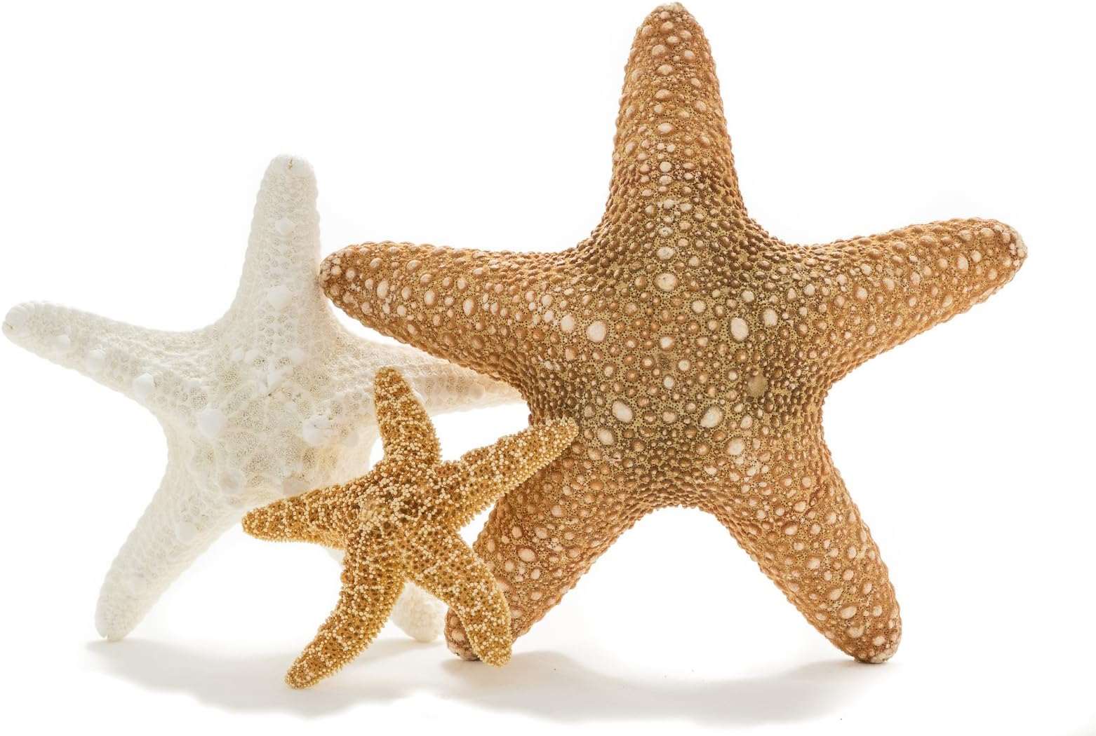 Real Starfish Decor - (3 pk) Jungle, Knobby and Sugar Starfish - Starfish for Crafts - White Starfish Décor - Large Starfish - Craft Starfish Bulk - Star Fish Decorations