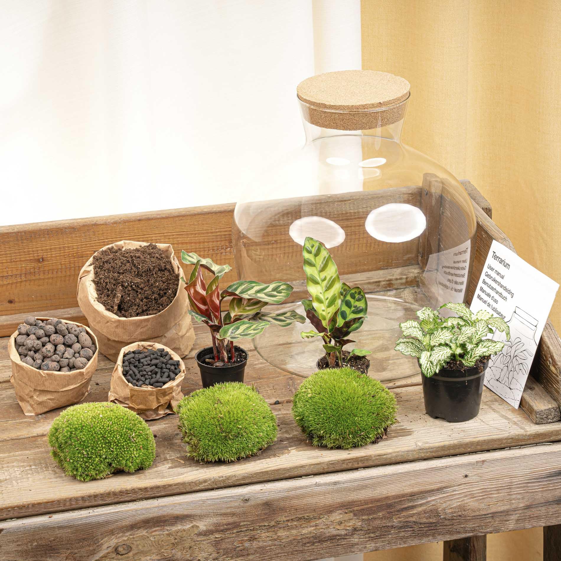 Kit DIY Terrarium • Fat Joe • Écosystème avec Plantes • ↑ 30 cm