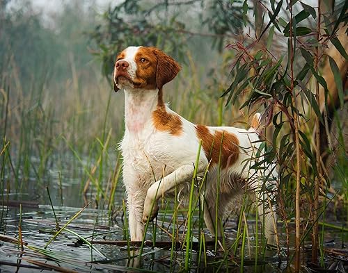 Miniatura 5 de The KING Company-Monster Calendars - Calendario de pared de perros deportivos 2024 de 16 meses, tamaño XL, 14 x 22 pulgadas, el mejor calendario de