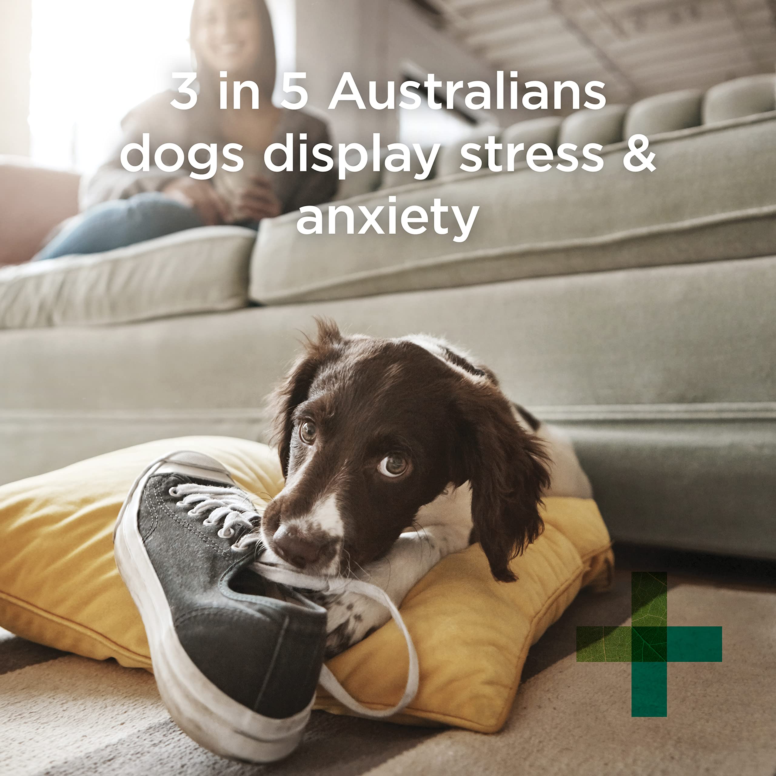 paw blackmores complete calm