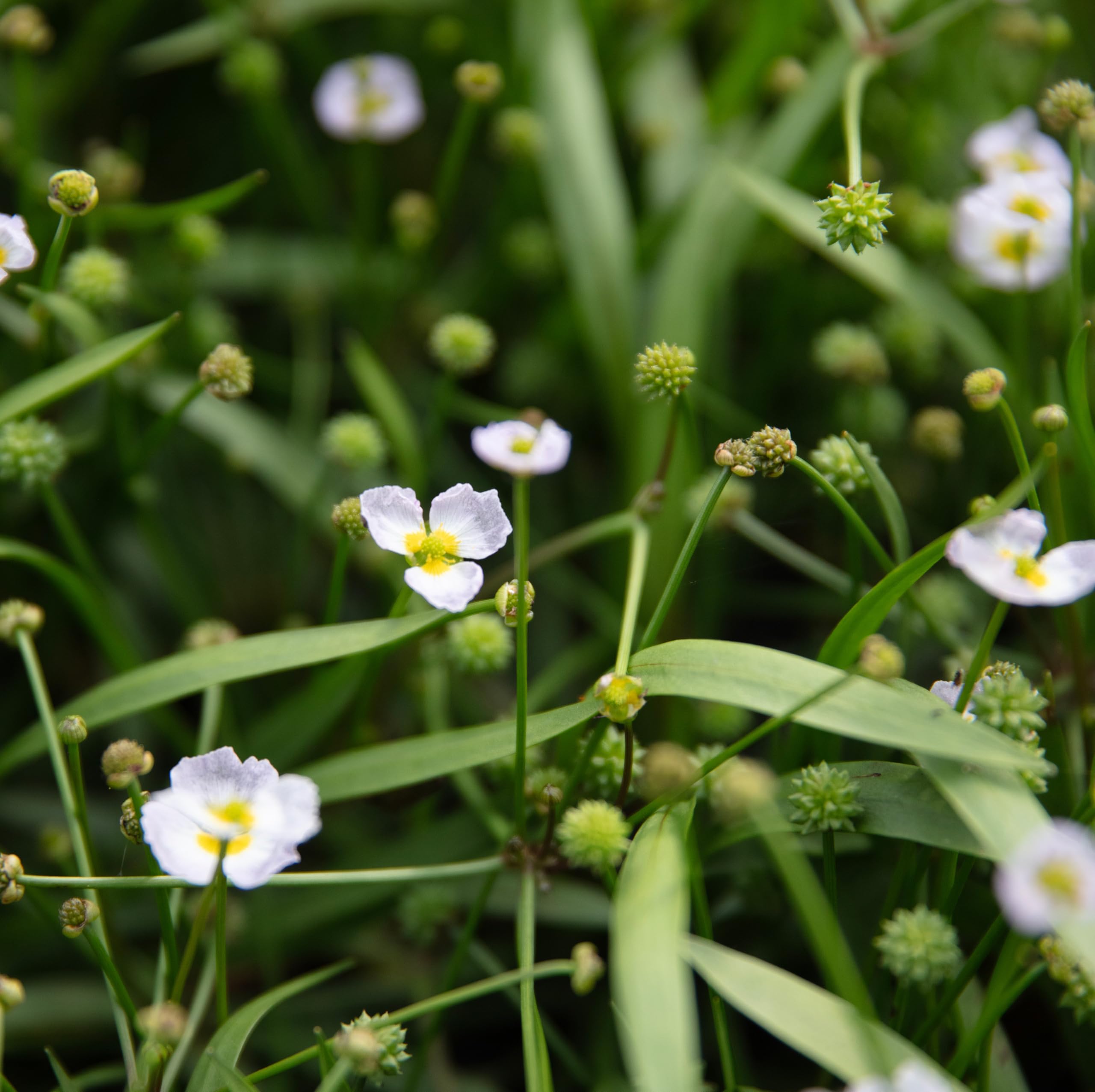 Lincolnshire Pond Plants Ltd - Baldellia ranunculoides (Lesser Water plaintain) - Marginal Pond Plants - MP010-3 / 1Ltr