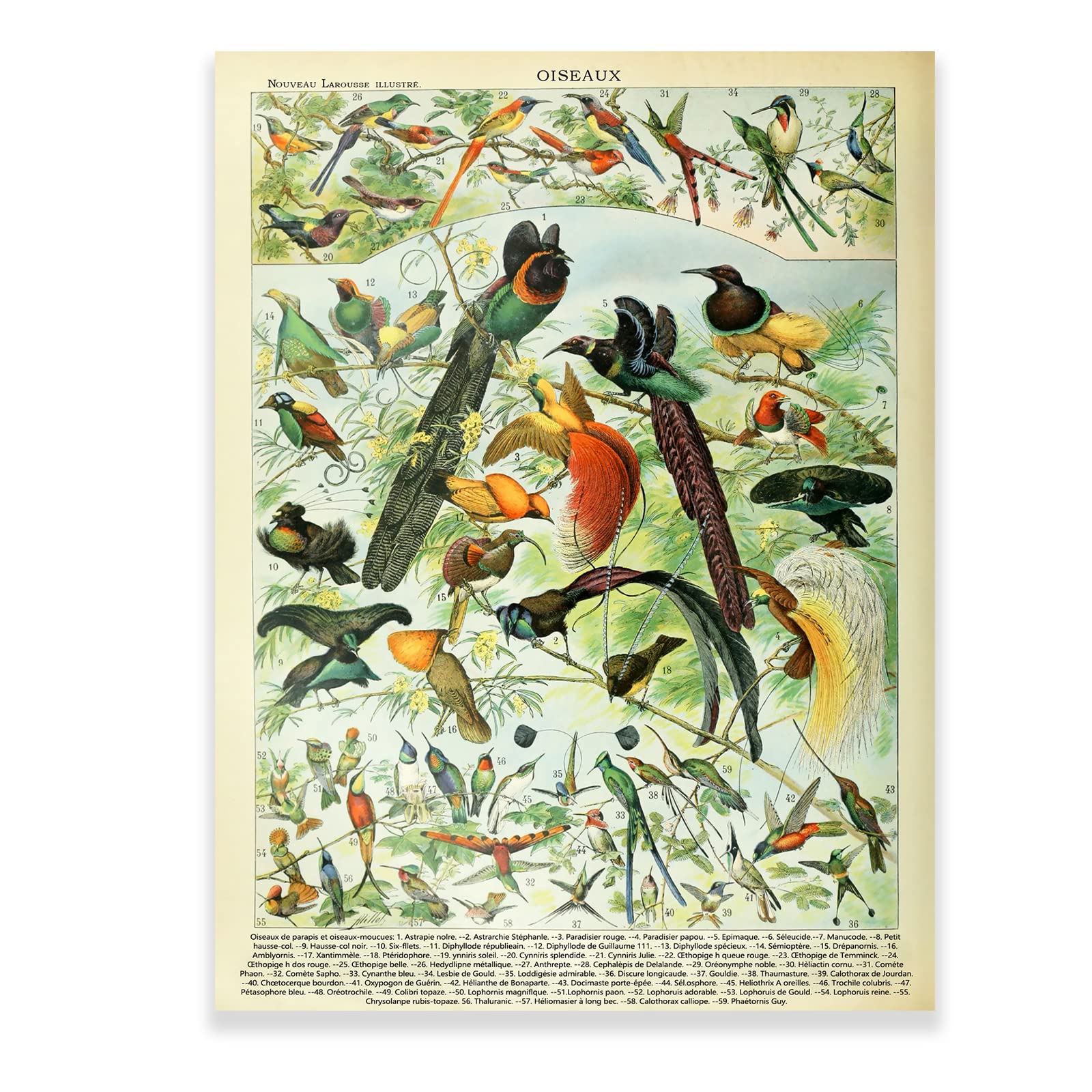 Amazon.com: KWAY Vintage Wall Art - Vintage Bird Prints Birds