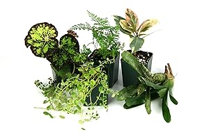 Josh's Frogs 12x12x18 Tropical Vivarium Plant Kit
