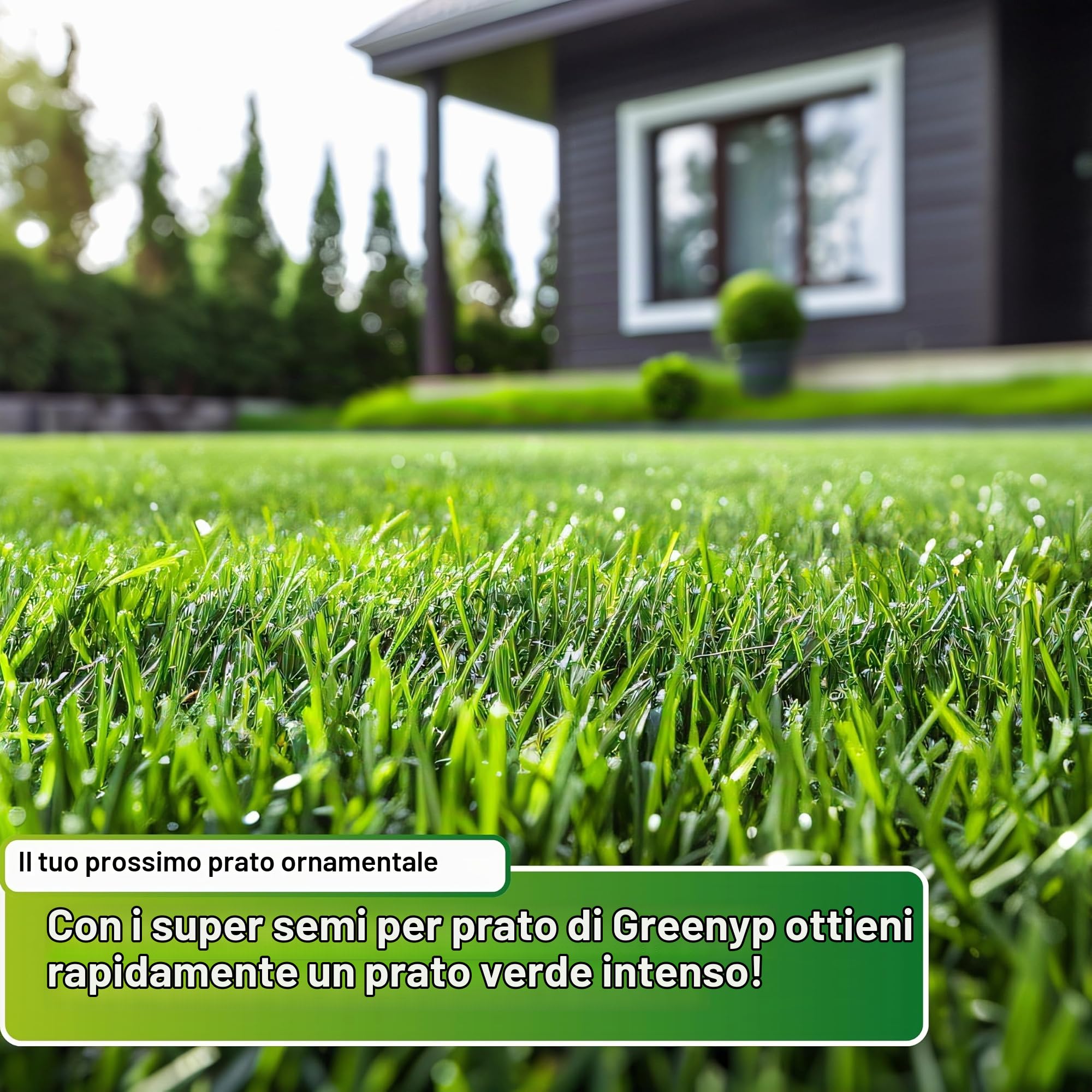 Greenyp® - Semi di erba decorativa di alta qualità, per prato da sogno, semi di erba, particolarmente densi, 5 kg per 200 m²
