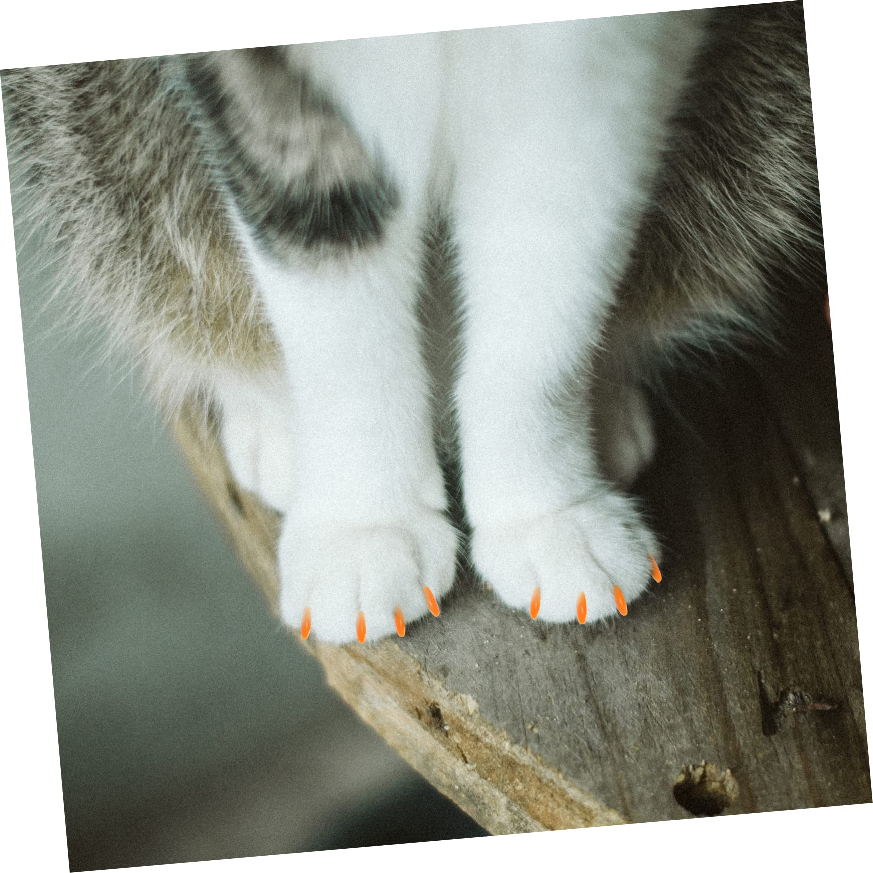 minkissy 320 Pièces Ensemble D'ongles pour Animaux De Compagnie Griffes De Chat en Caoutchouc Capuchon D'ongle De Chat Casquettes pour Chats Gel De Silice Assorti Patte De Chaton