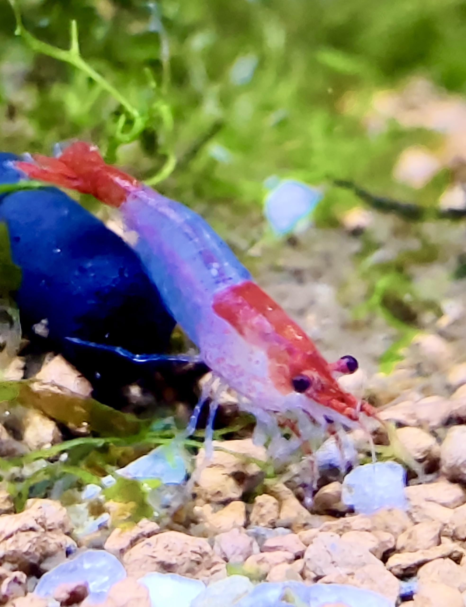 Garnelenglück- Red Rili Garnelen - Neocaridina - 5/10/20 Stück (20)
